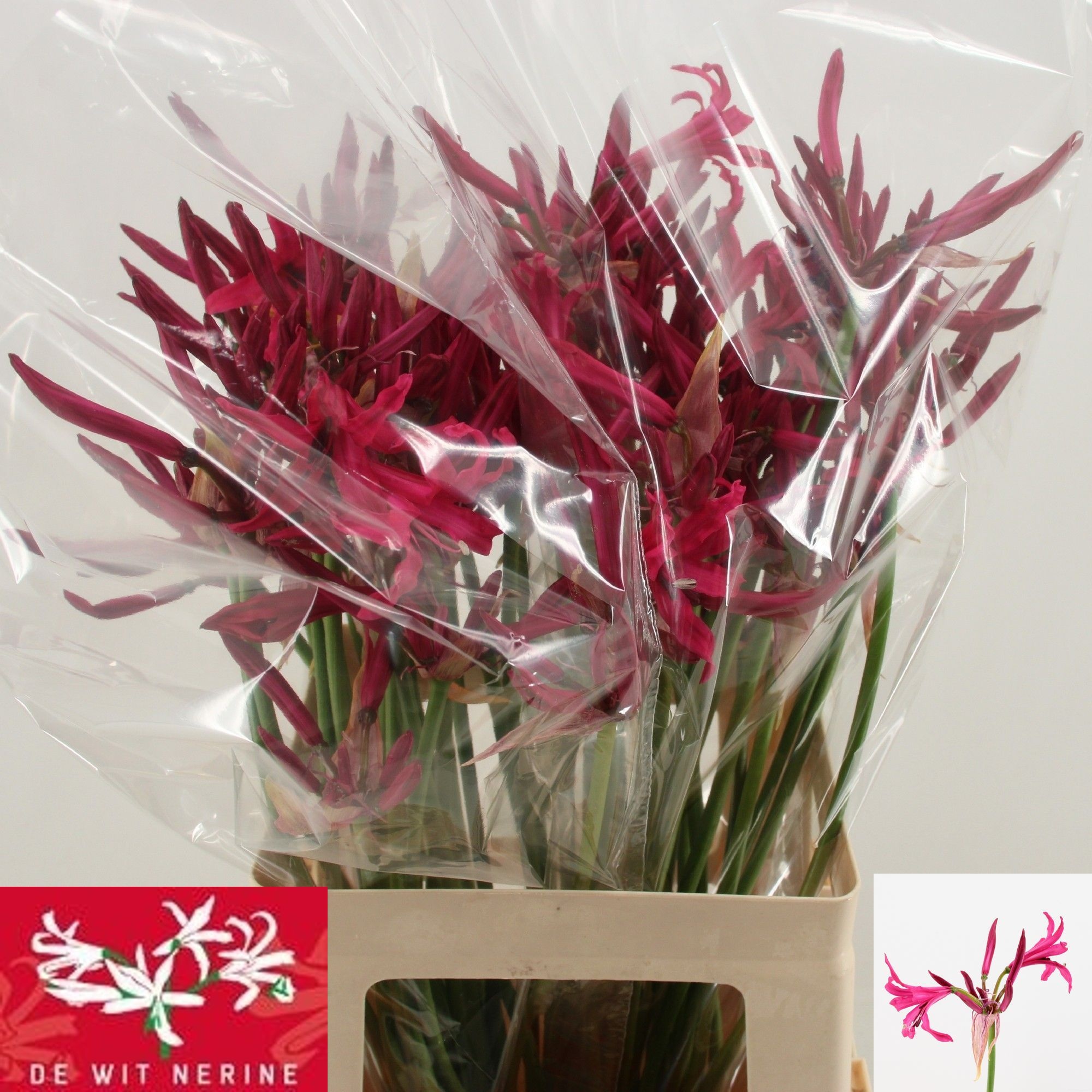Ne Bo Sanne 50cm