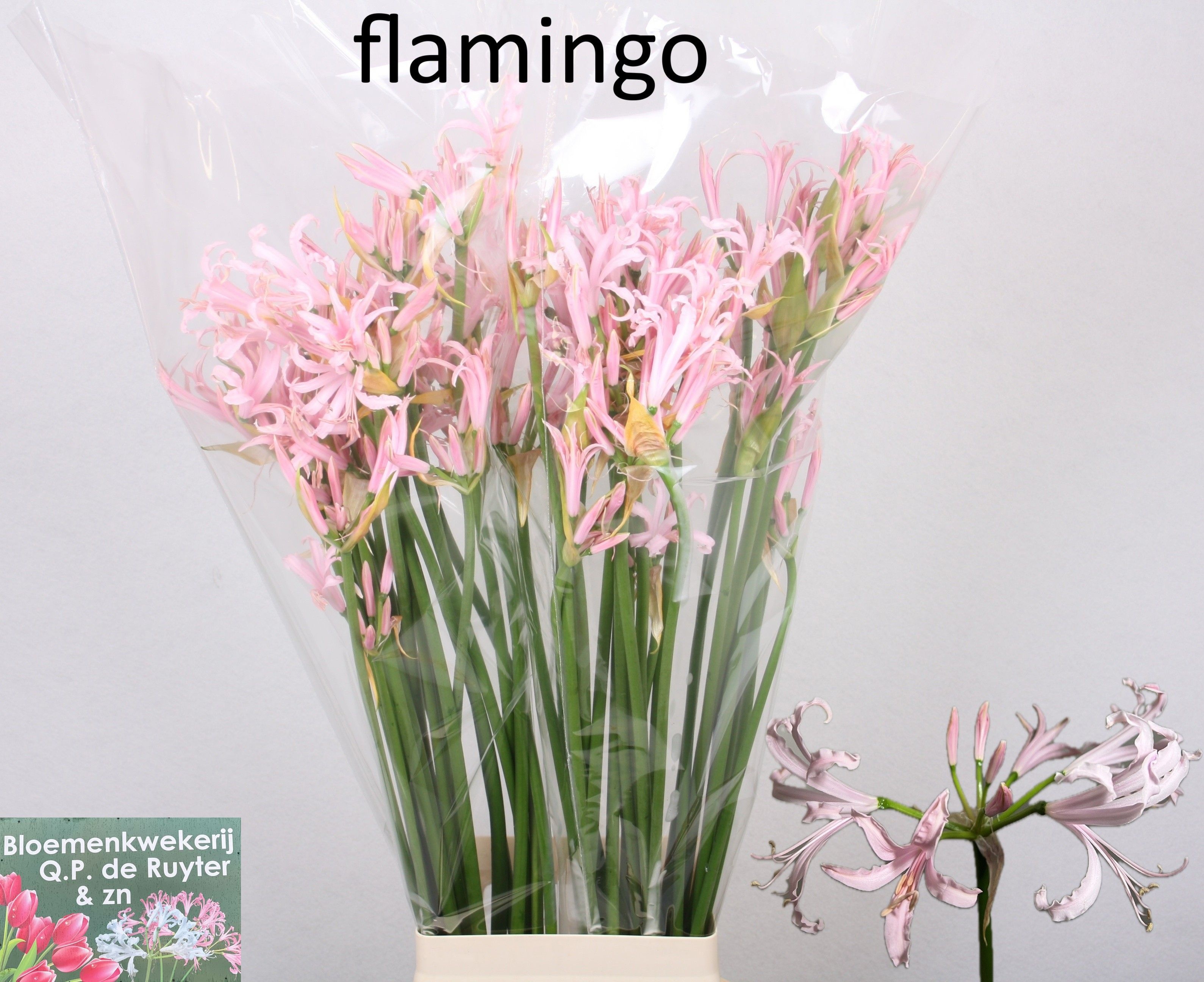 Nerine Asst 70cm