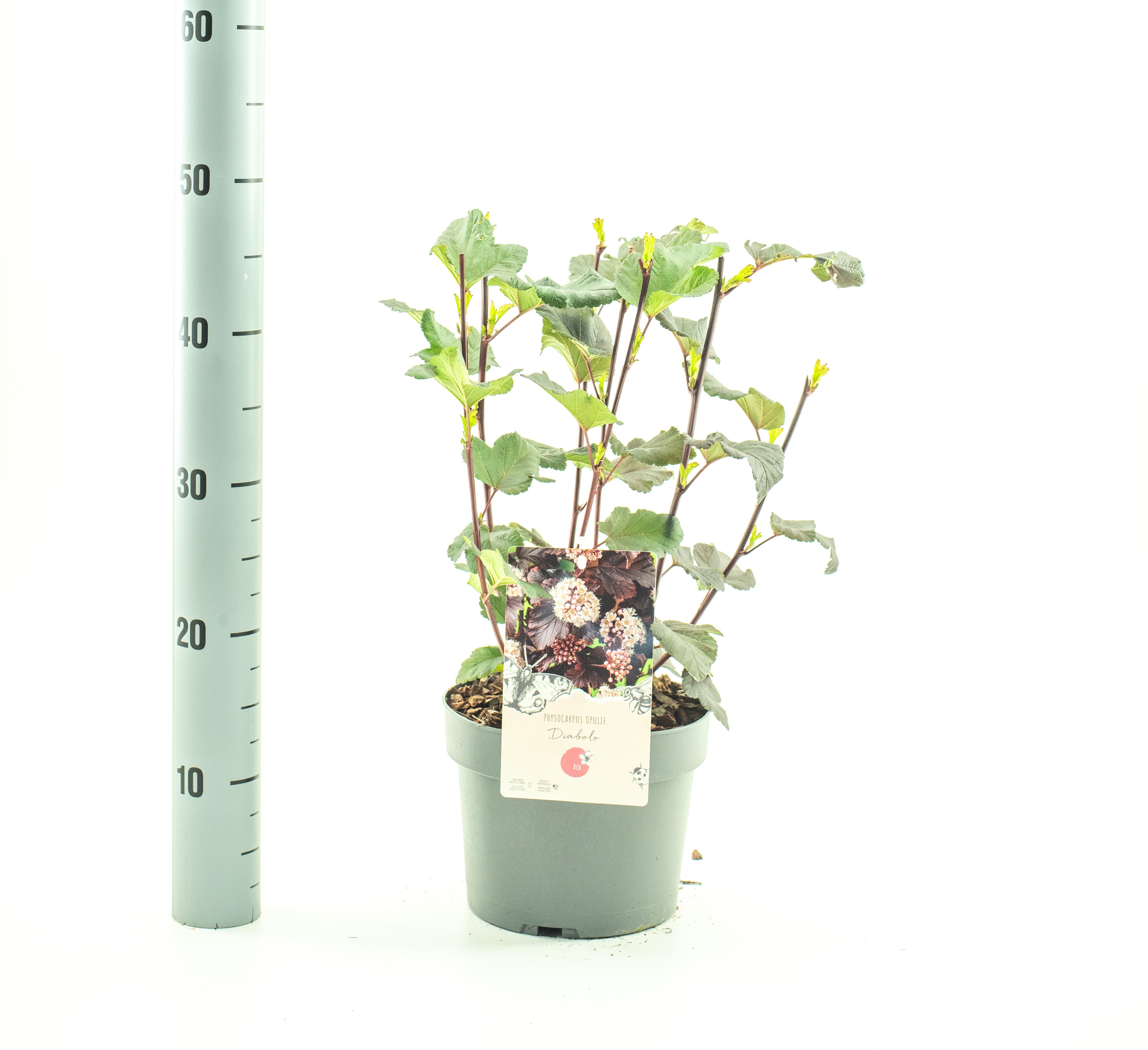 Picture of Physocarpus opulif. Diabolo P19 (3 Ltr) (LOOSE)