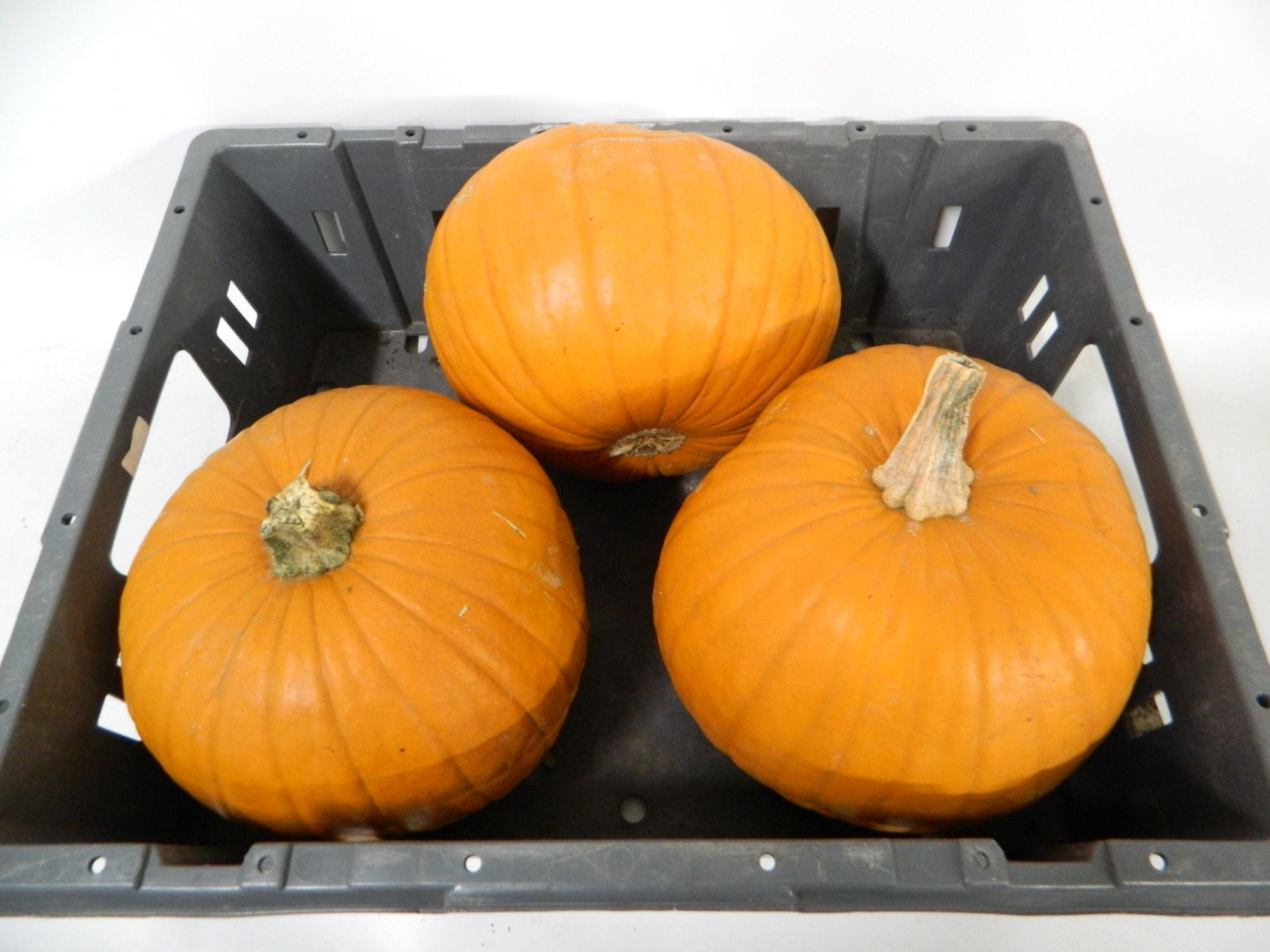 Cuc Maxima Halloween