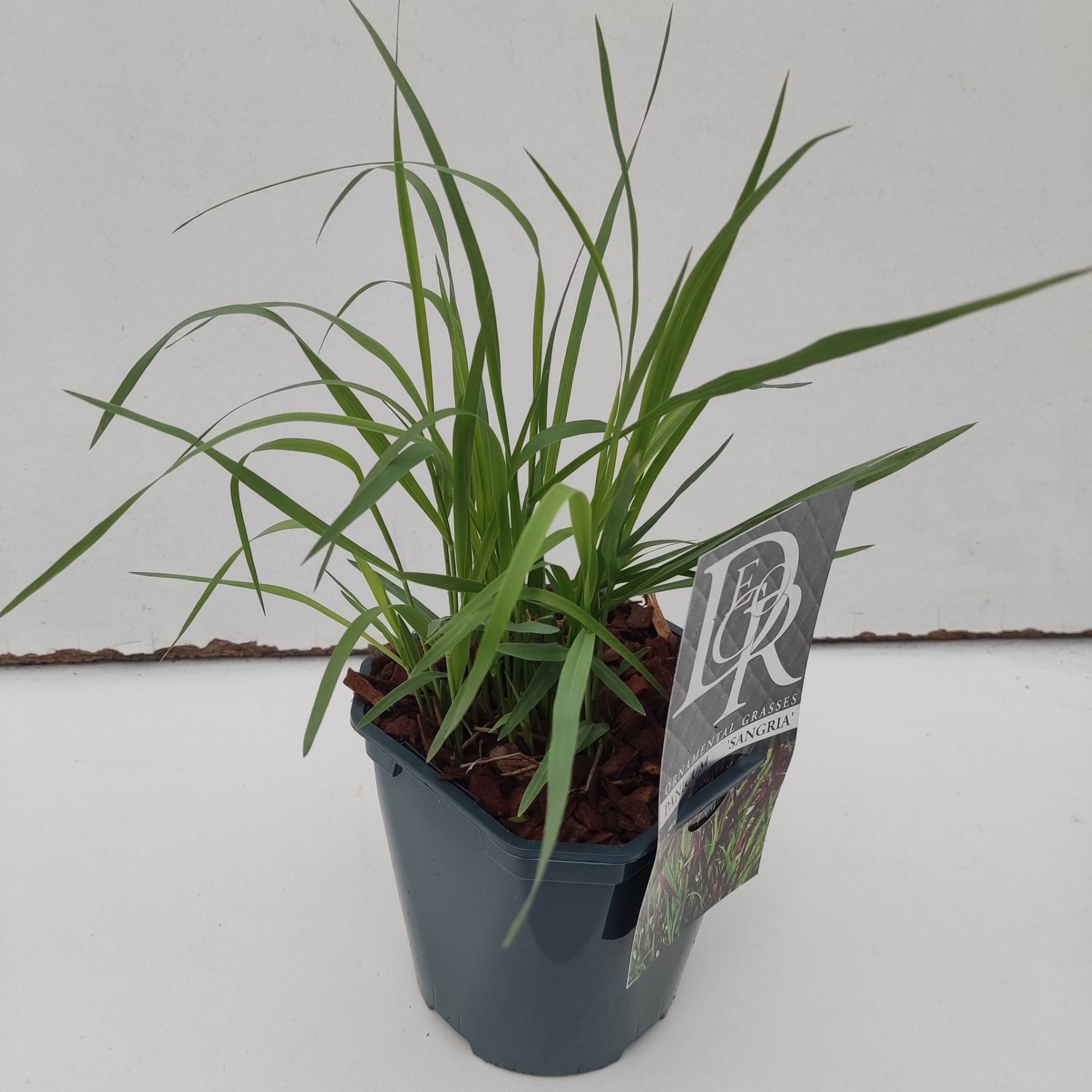 Picture of Panicum Sangria P17 (2 Ltr) Square