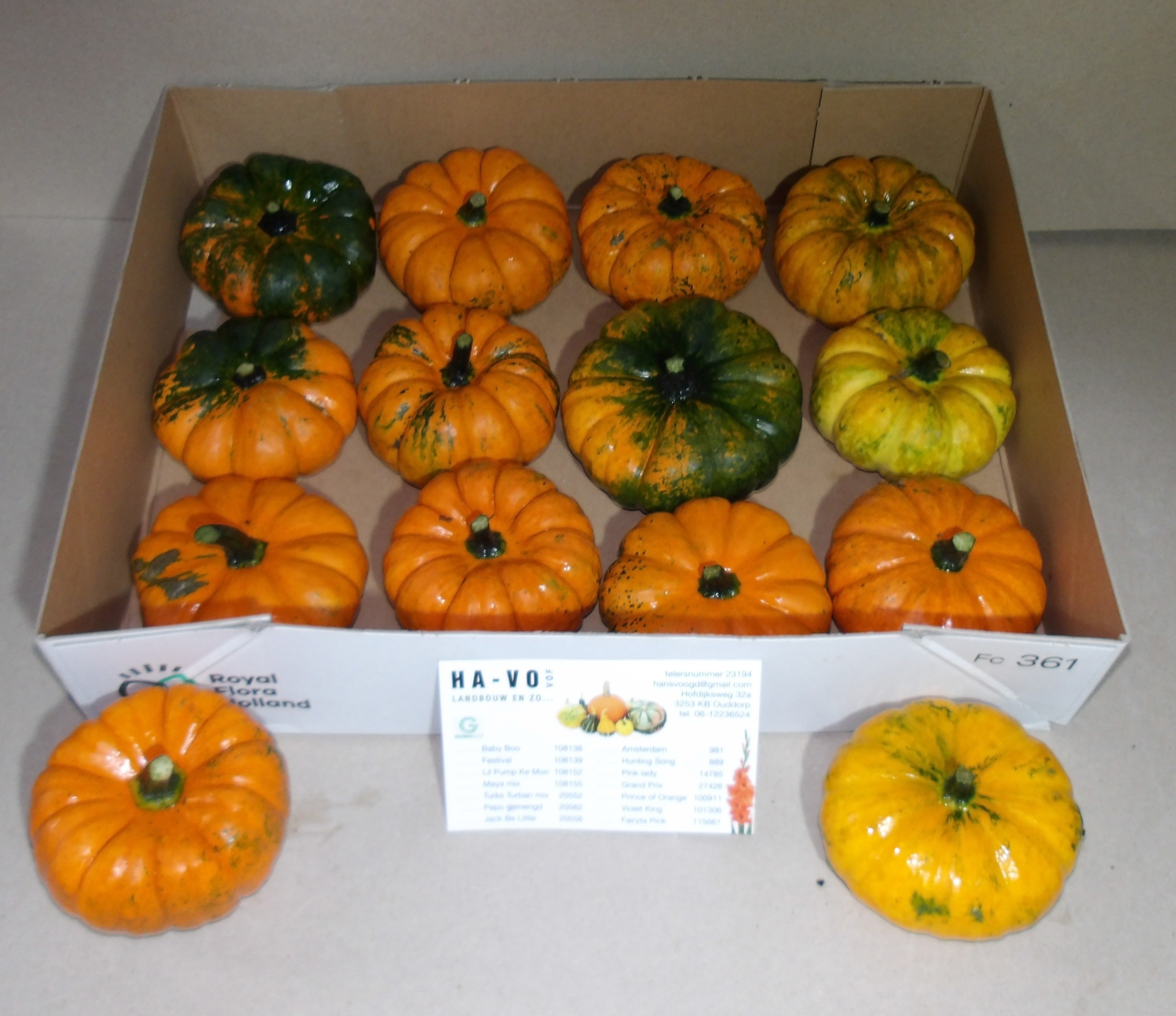 Cucurbita Jack Be Little