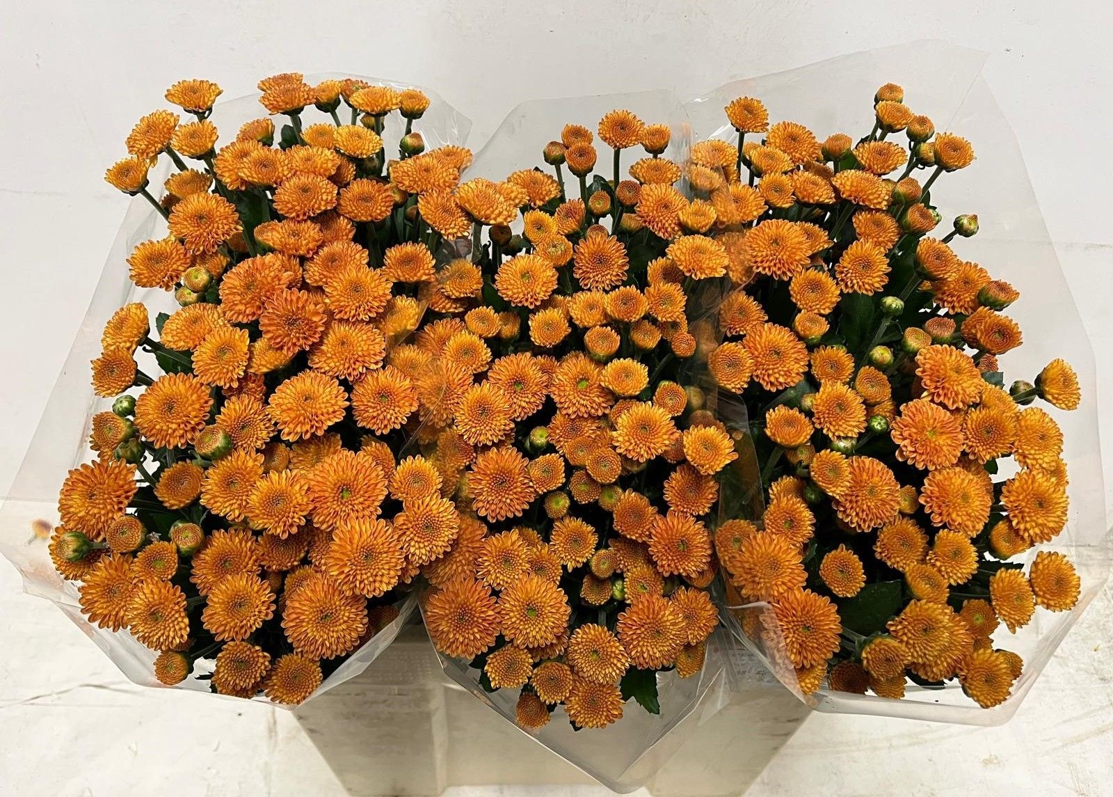 Chrys Santini Pluto 55cm 600Ø