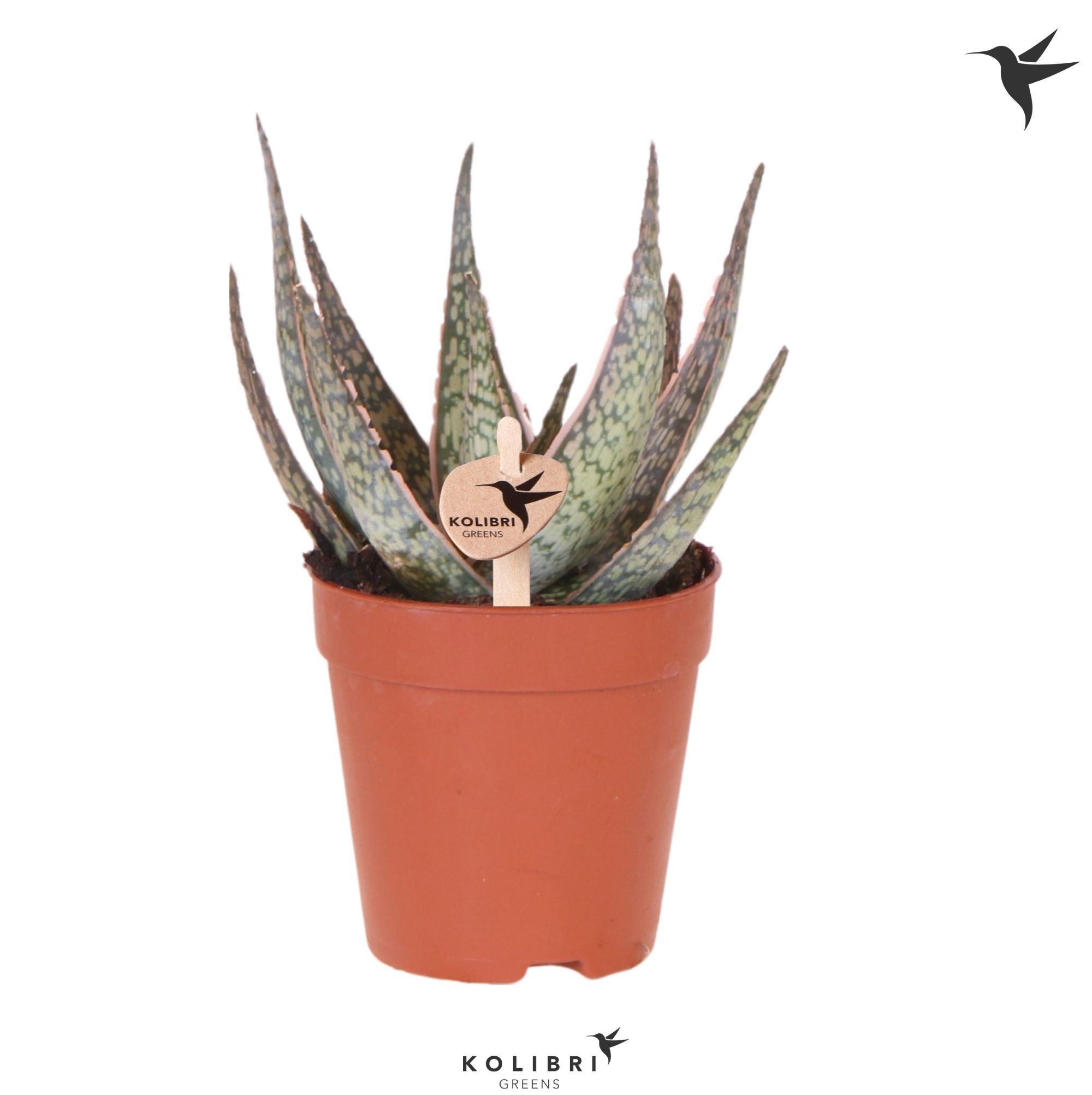 Aloe Kolibri Greens Succulenten Aloë Cayuga