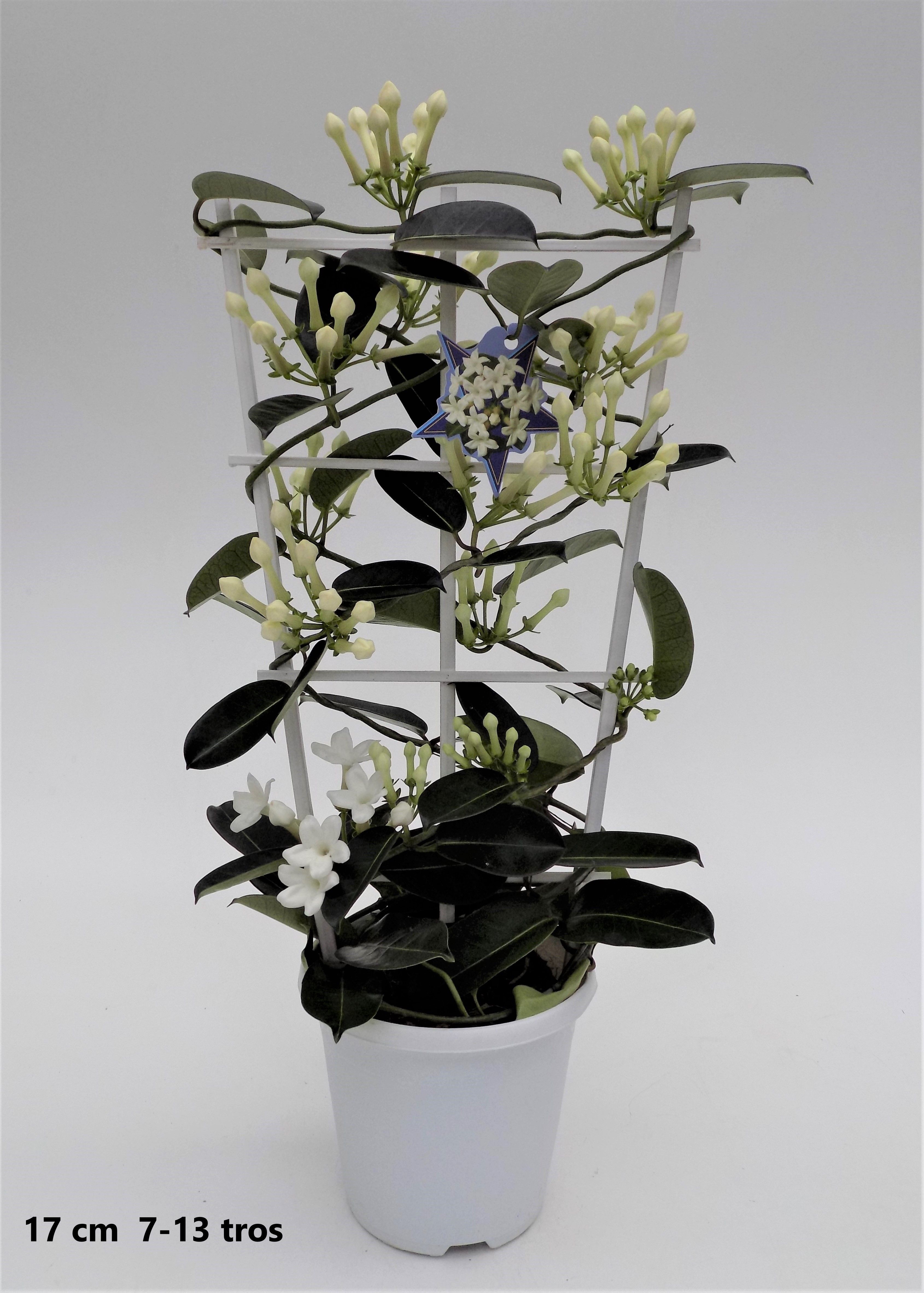 Stephanotis floribunda 7-13 Grande | Hamiplant