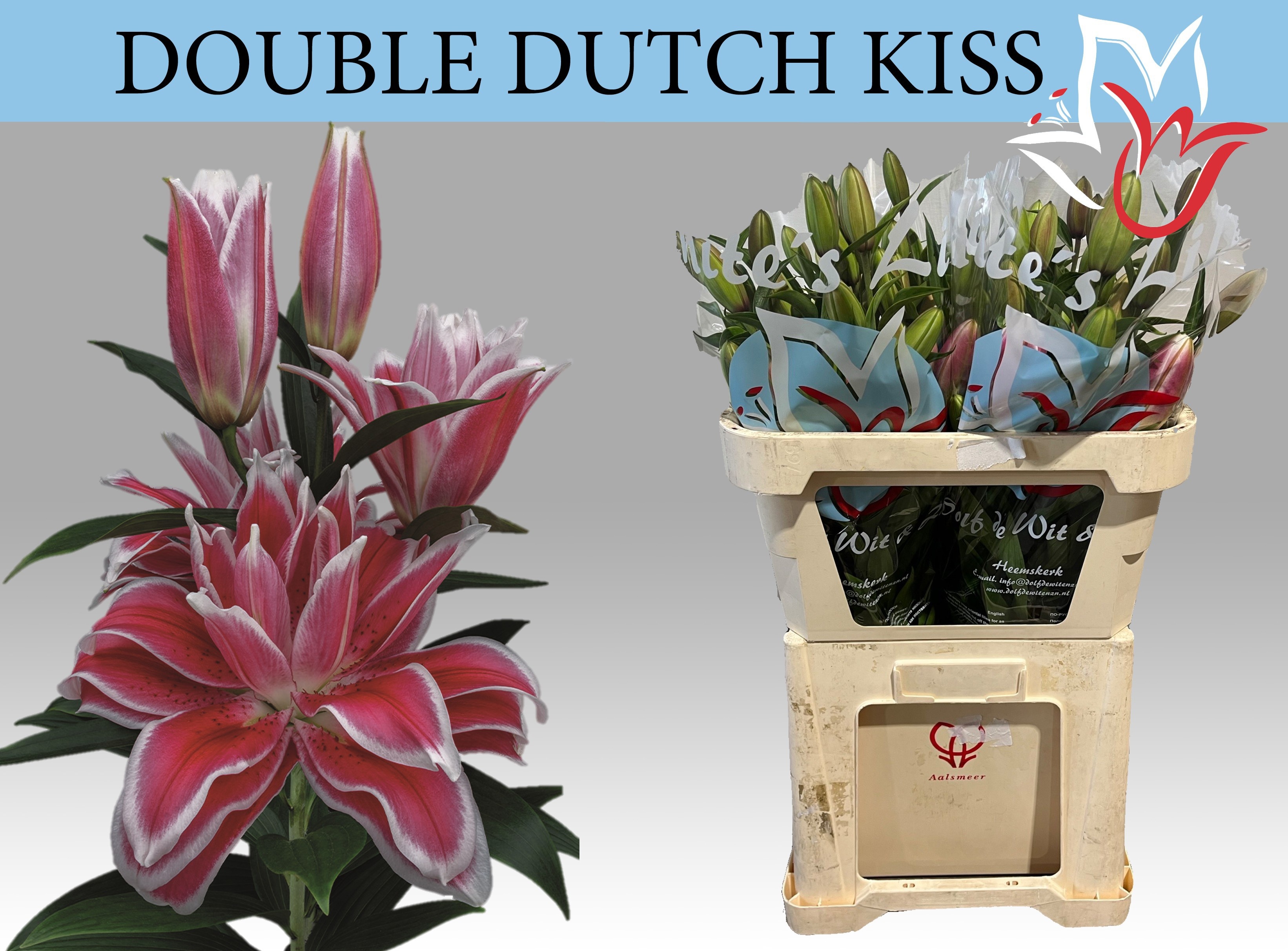 Li Or Du Dd Kiss 80cm 5/7bl