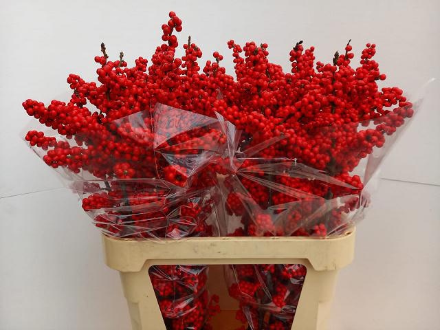 Ilex Bes Brit Buys 90cm