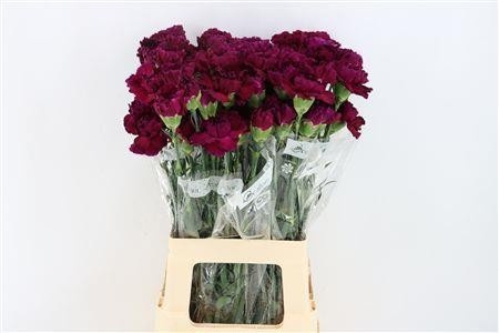 Dianthus St Zafiro 70cm