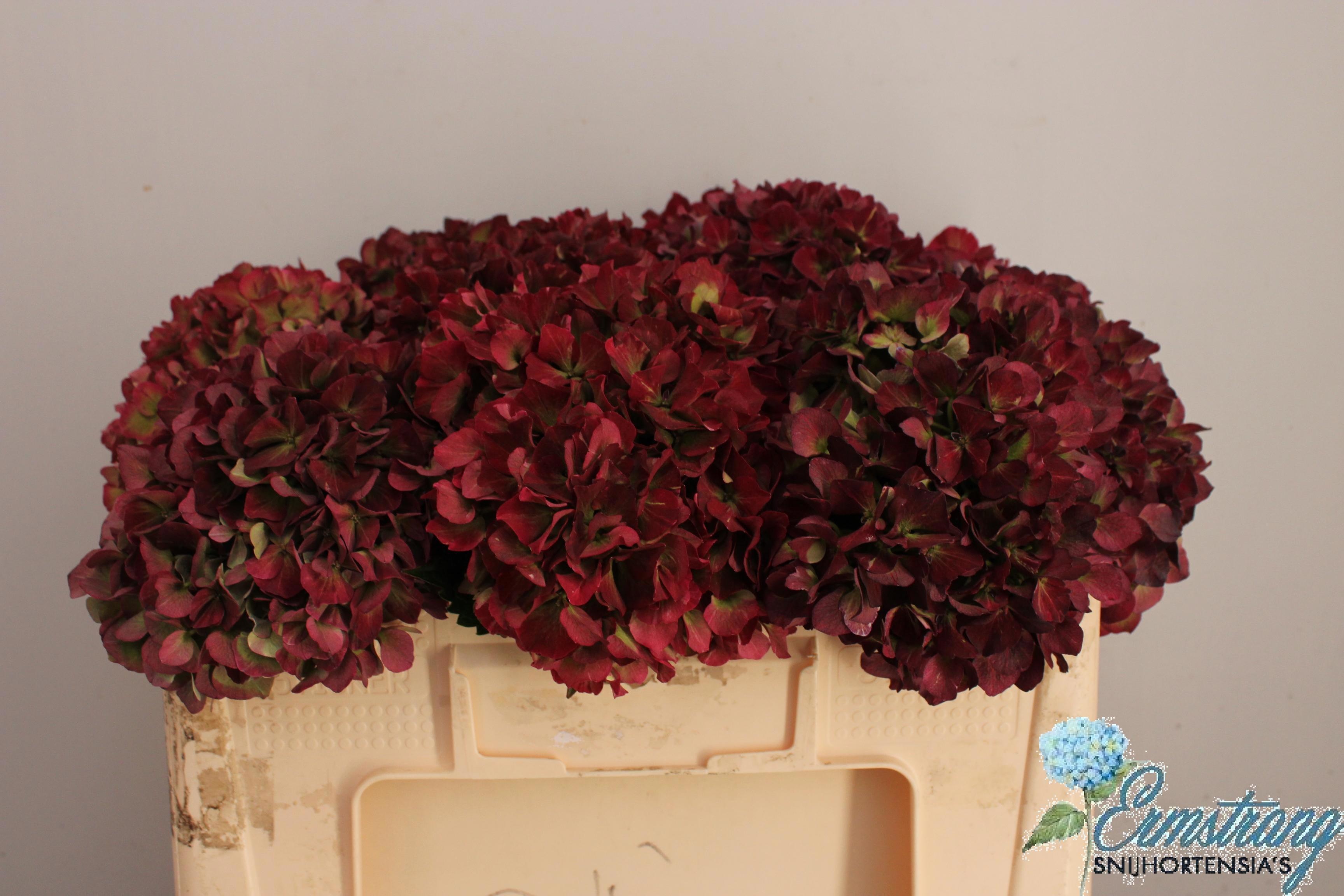 Hydrangea Sweet Ruby Classic 50cm 16Ø