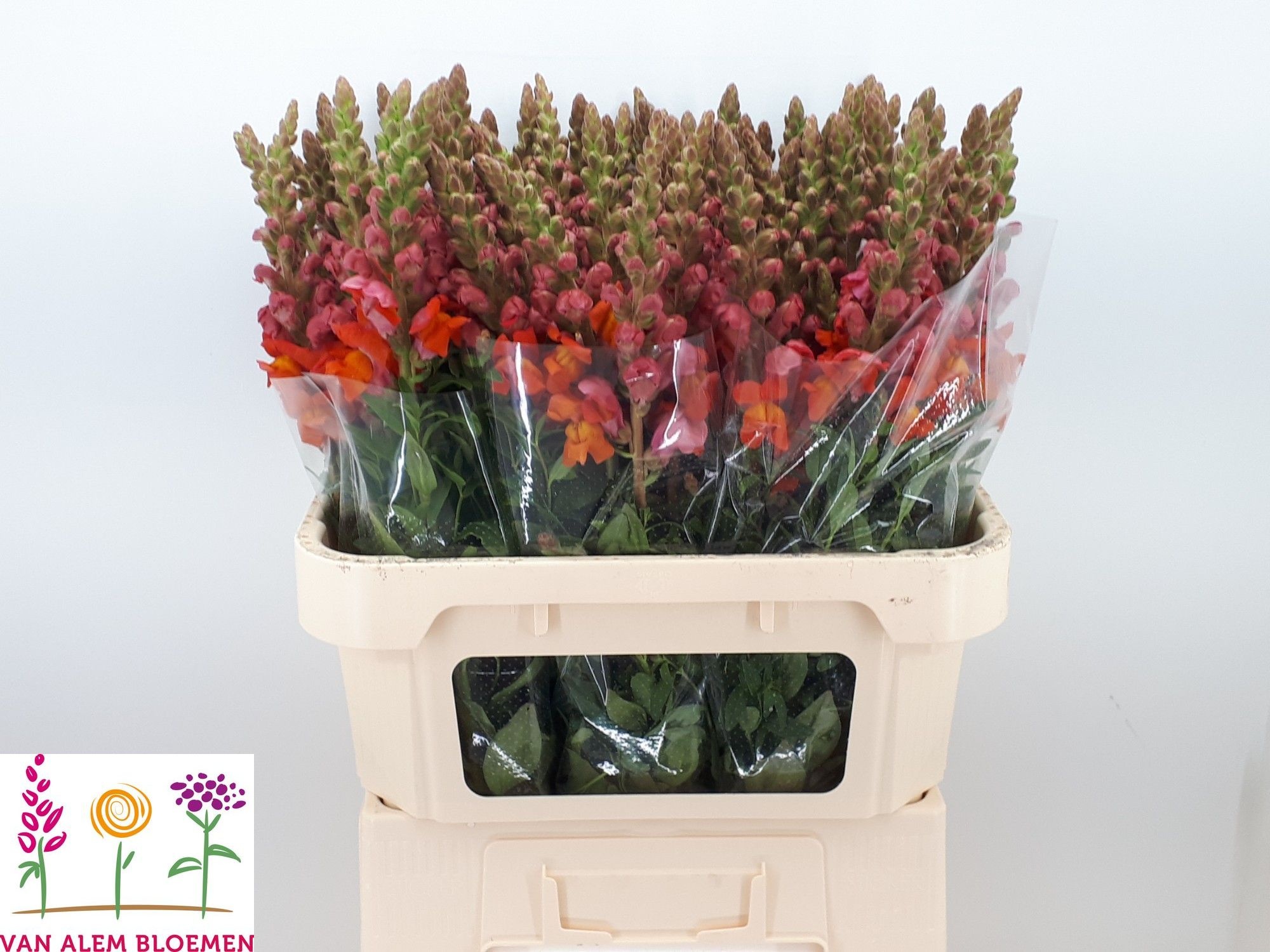 Antirrhinum Poto Dark Orange 70cm
