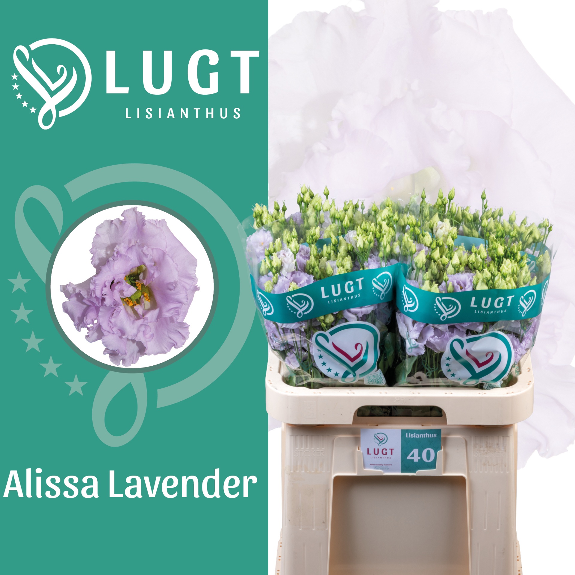 Lisianthus Double Alissa Lavendel 70cm