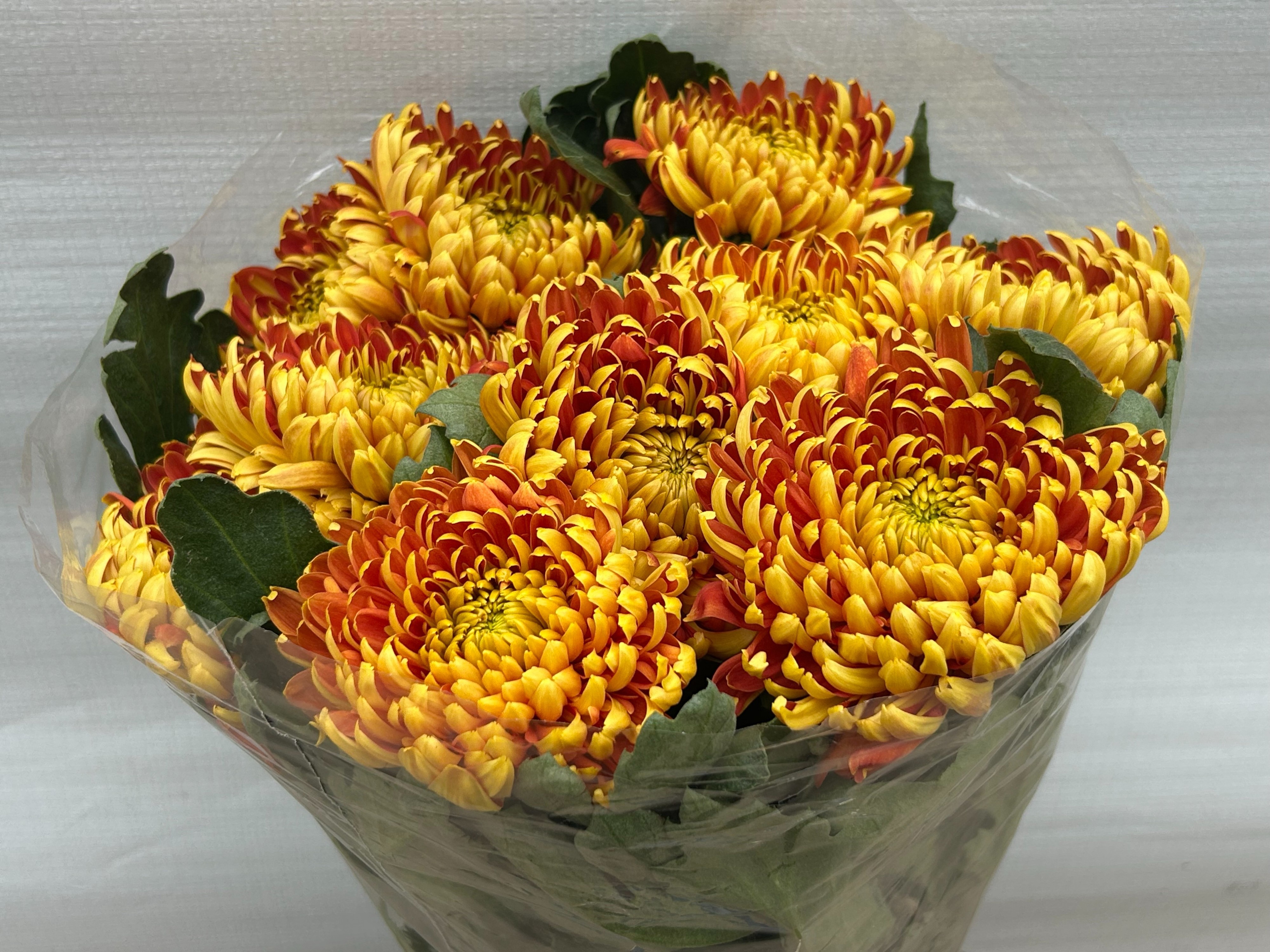 Chr G Fuego 75L.cm 100gram 23bloei