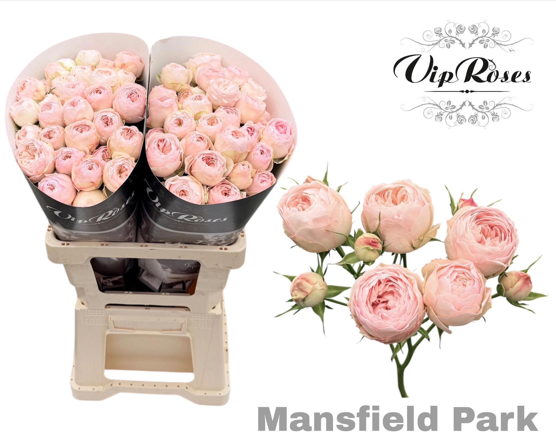 R Tr Mansfield Park