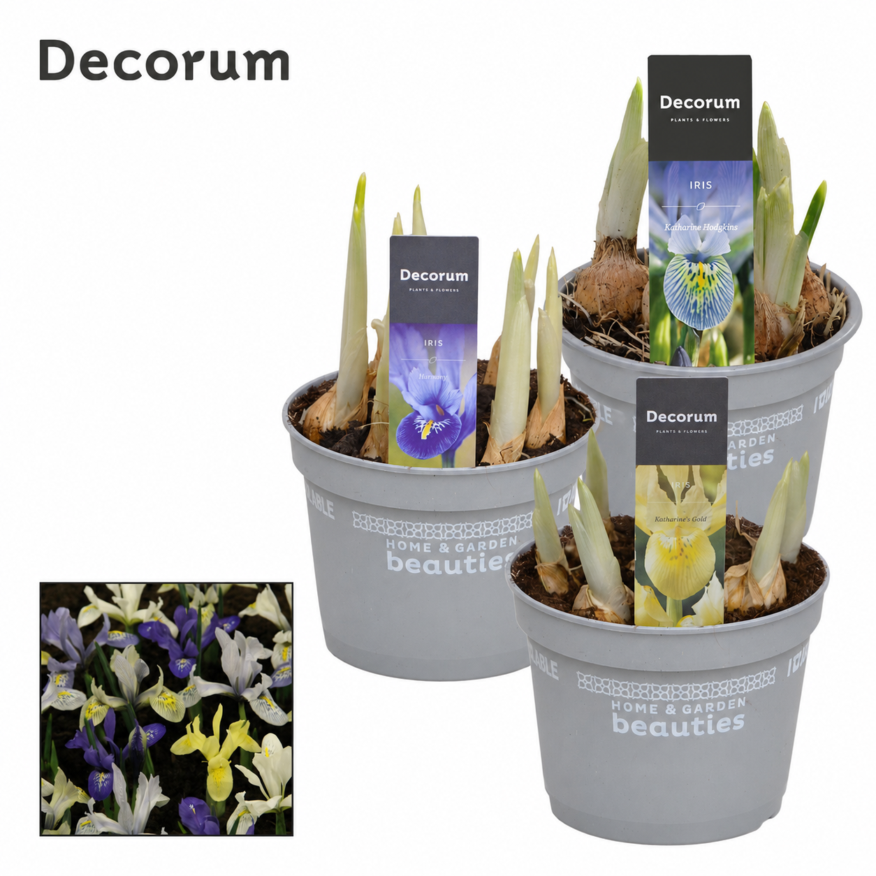 Iris Mix