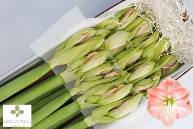 Hippeastrum Darling 4bl