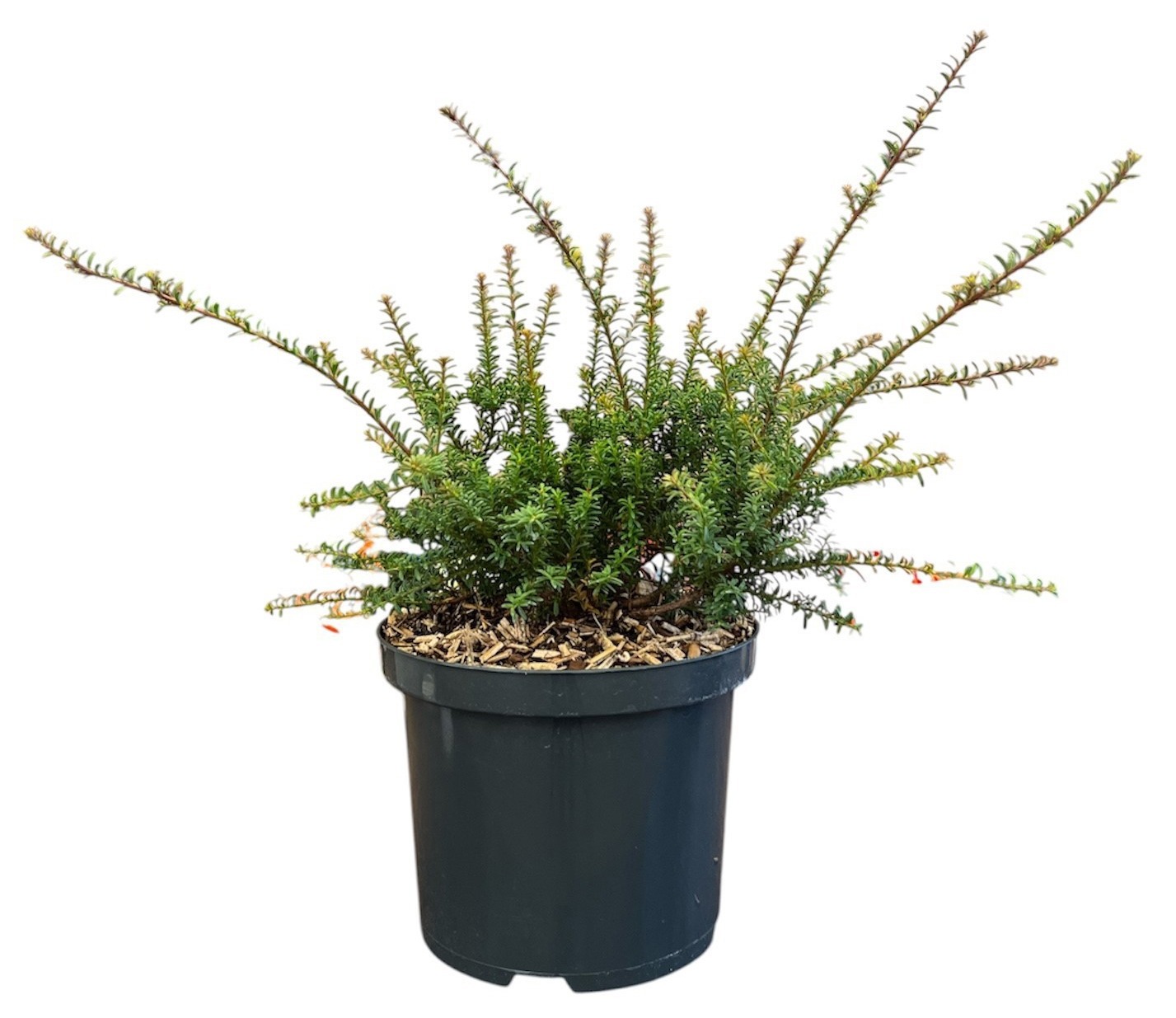 Podocarpus 'Chocolate Box'