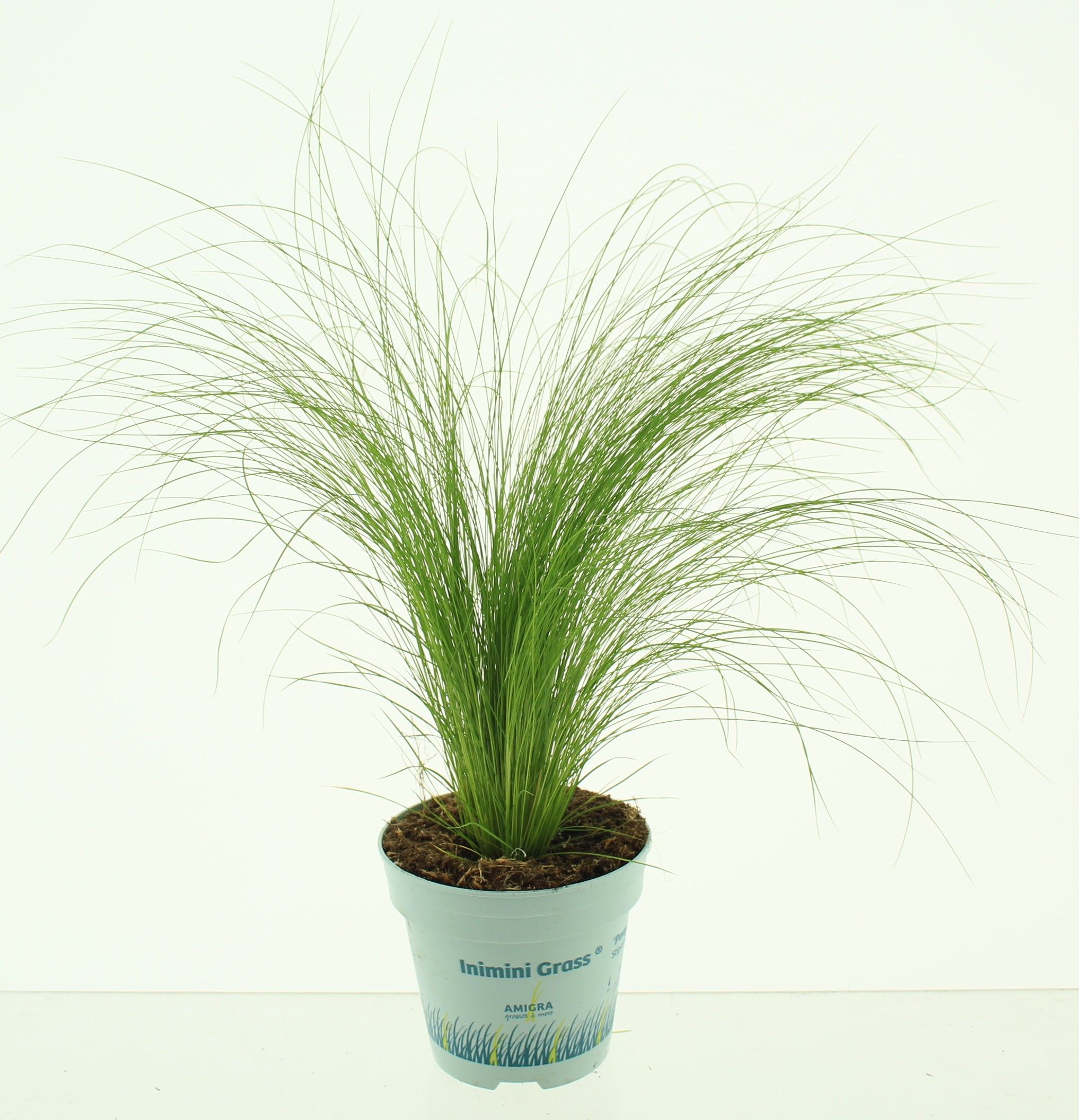 Picture of Stipa tenuifolia 'Ponytails'