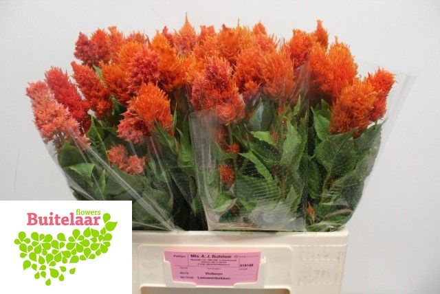 Cel P Sunday Orange