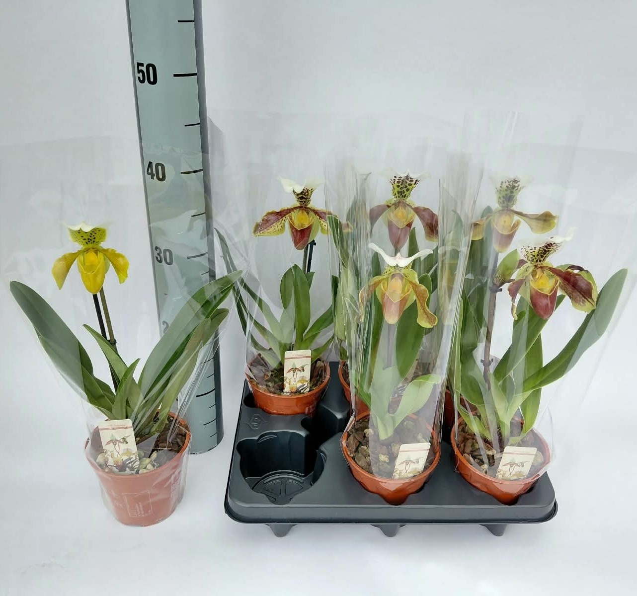 Paph Amerika Hyb Gem 12Ø 30cm