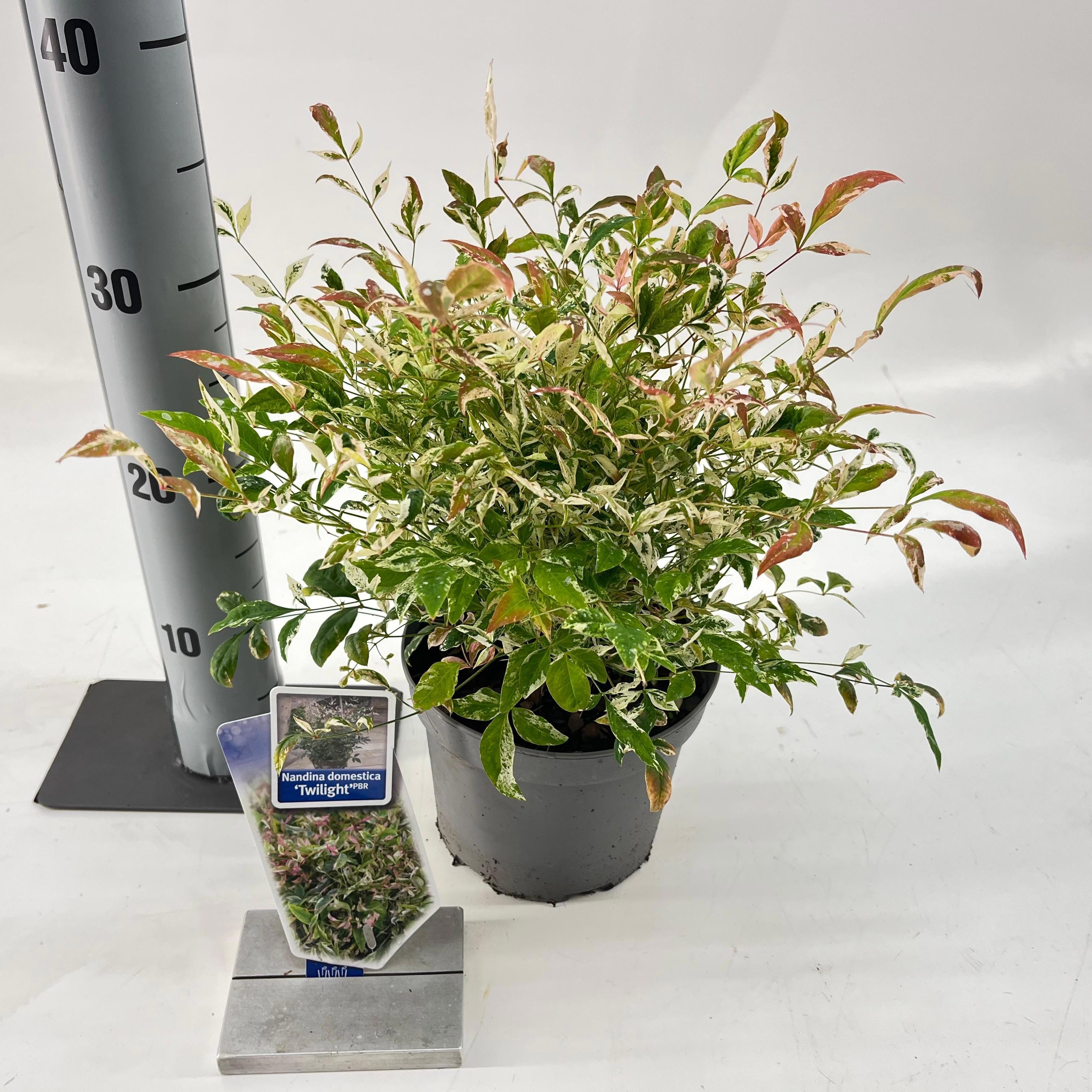 Picture of Nandina domestica 'Twilight'