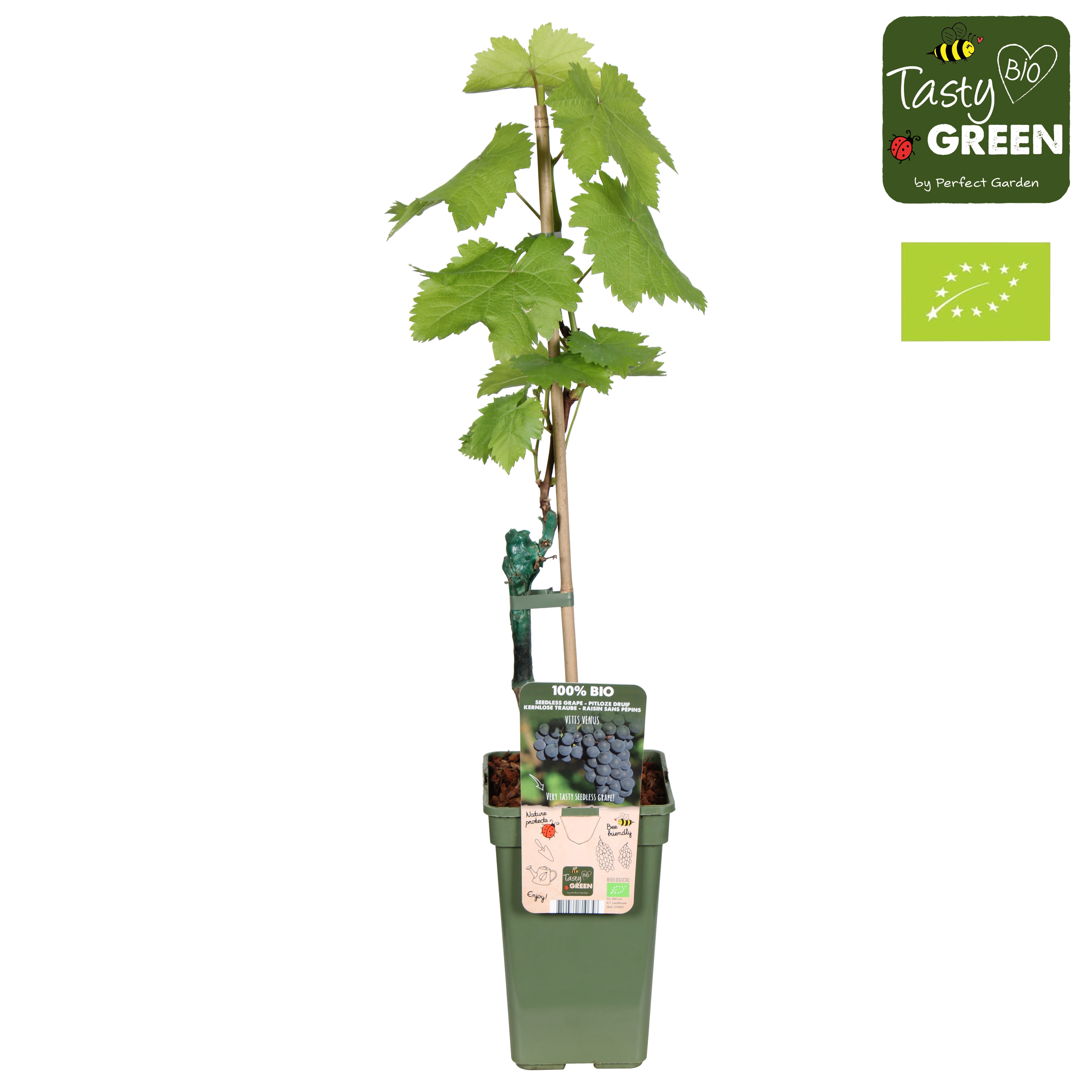 Picture of Vitis vinifera Venus (grafted) P19 (3 Ltr) organic