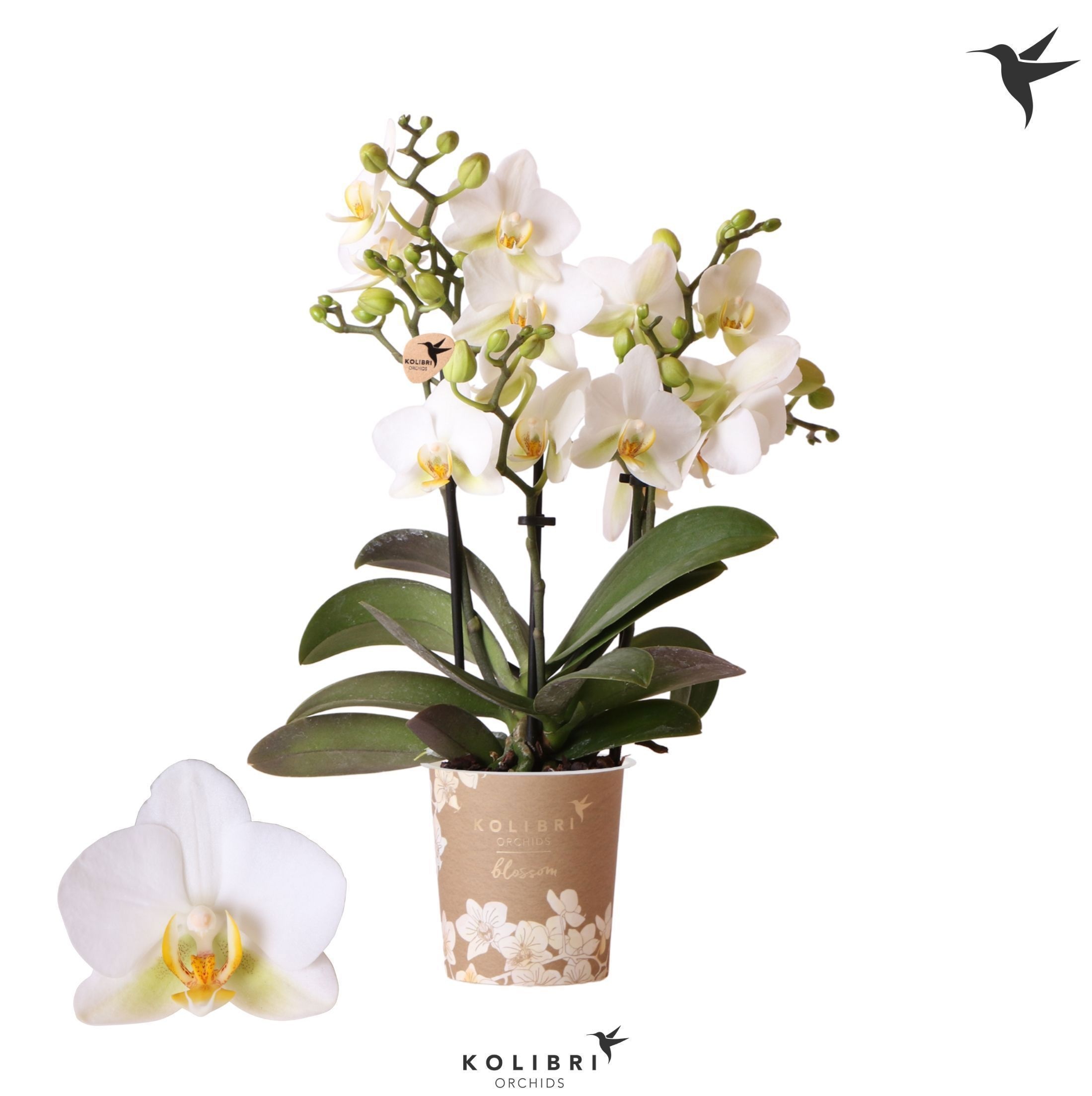 Phalaenopsis Kolibri Orchids Phalaenopsis Blossom Lausanne 3spike
