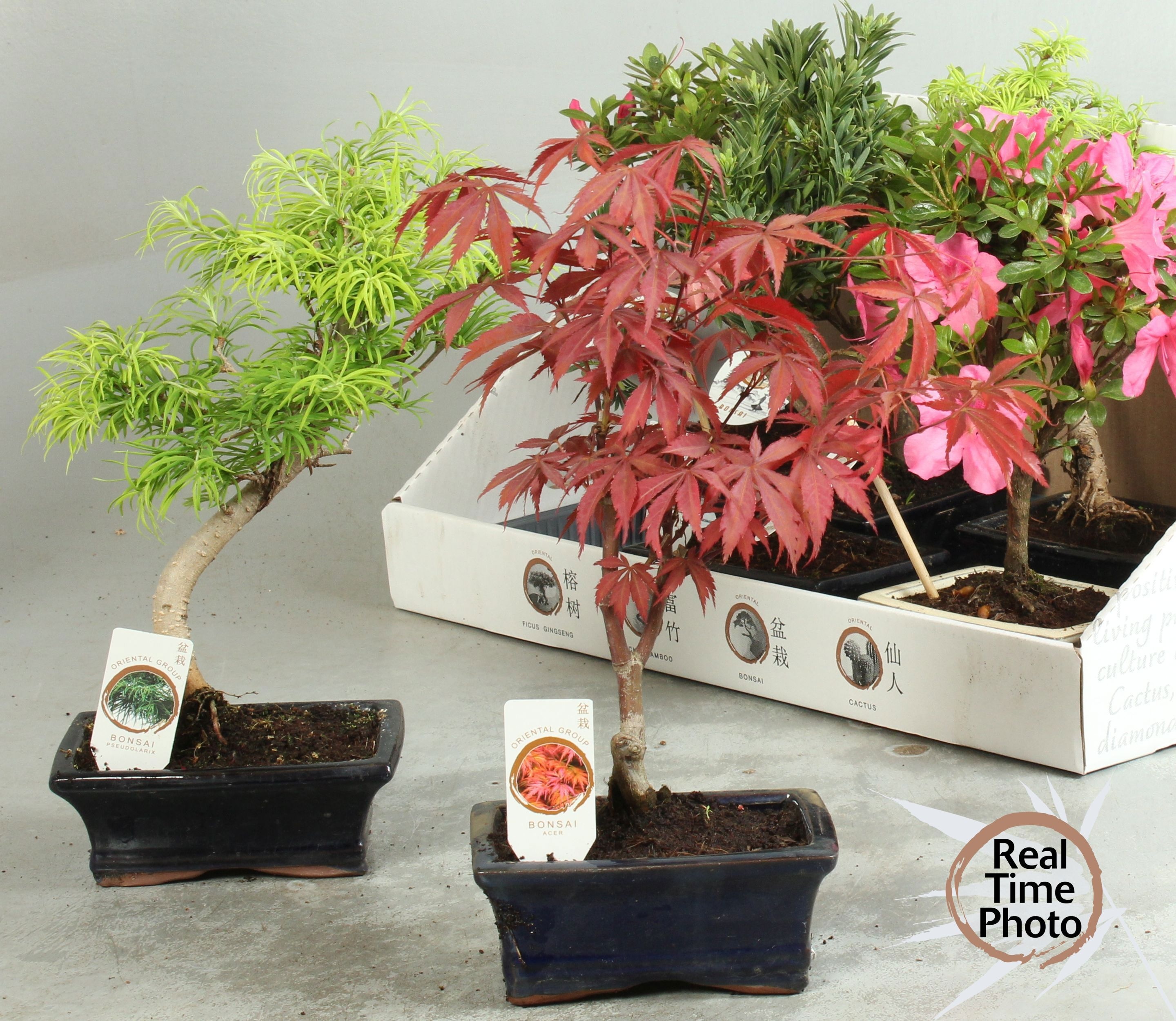 Bonsai mixed BONSAI GEM | Gardenline