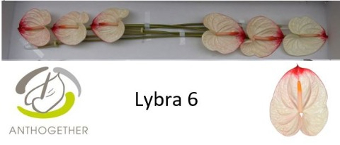 Anth A Lybra