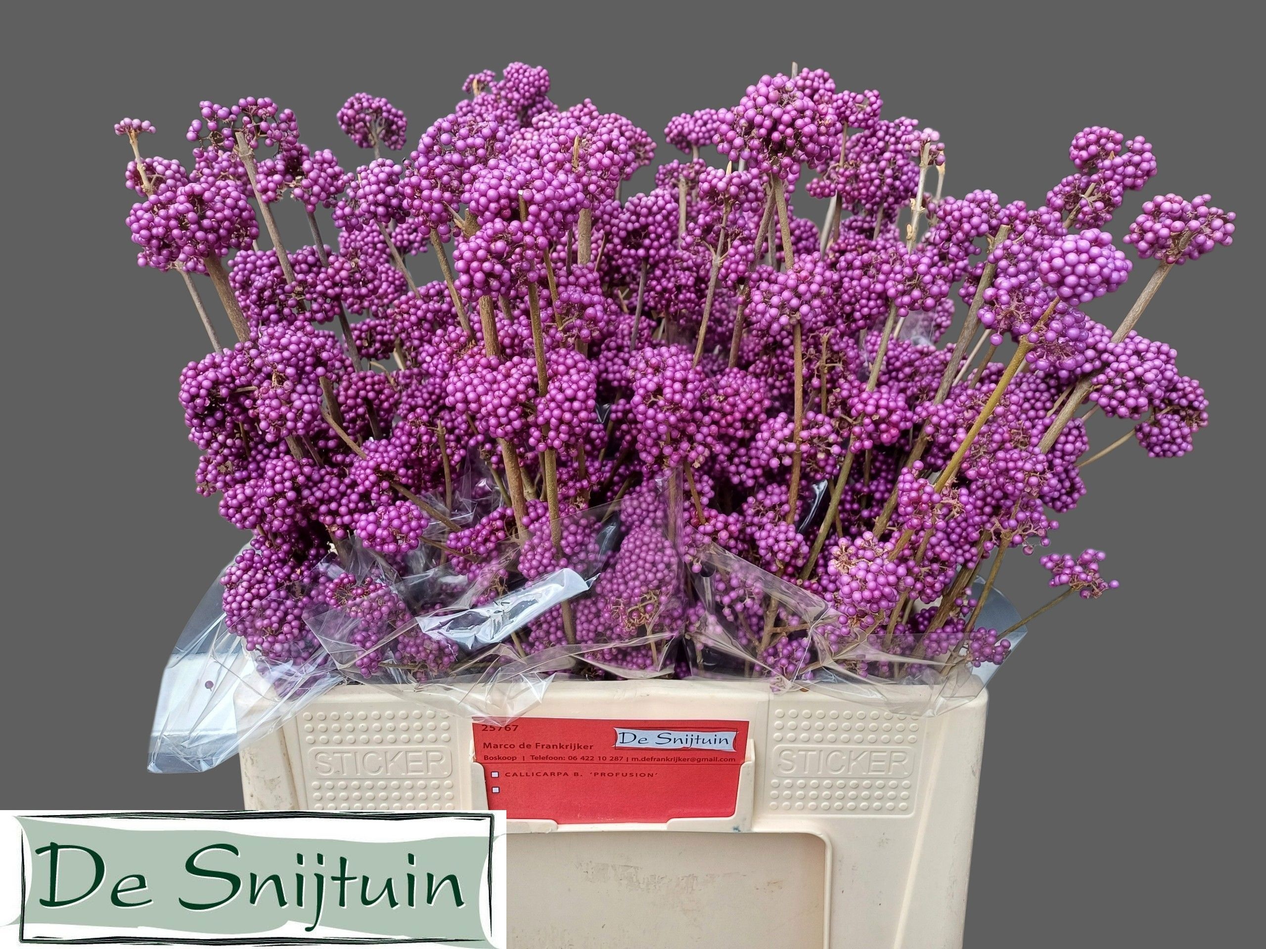 Callicarpa Bod Giraldi(imp) 60cm