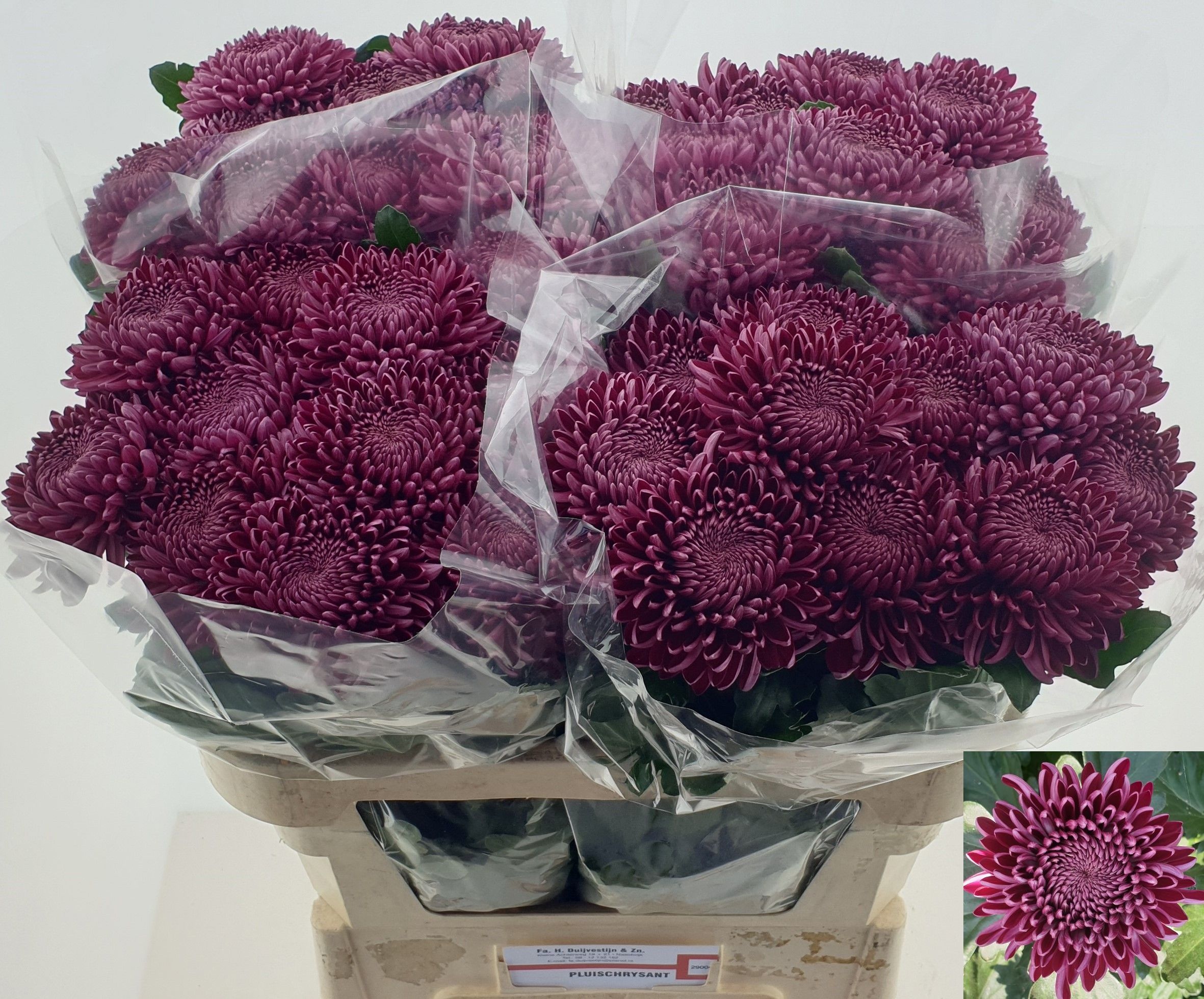 Chrys Single Bigoudi Purple 70cm 75gram
