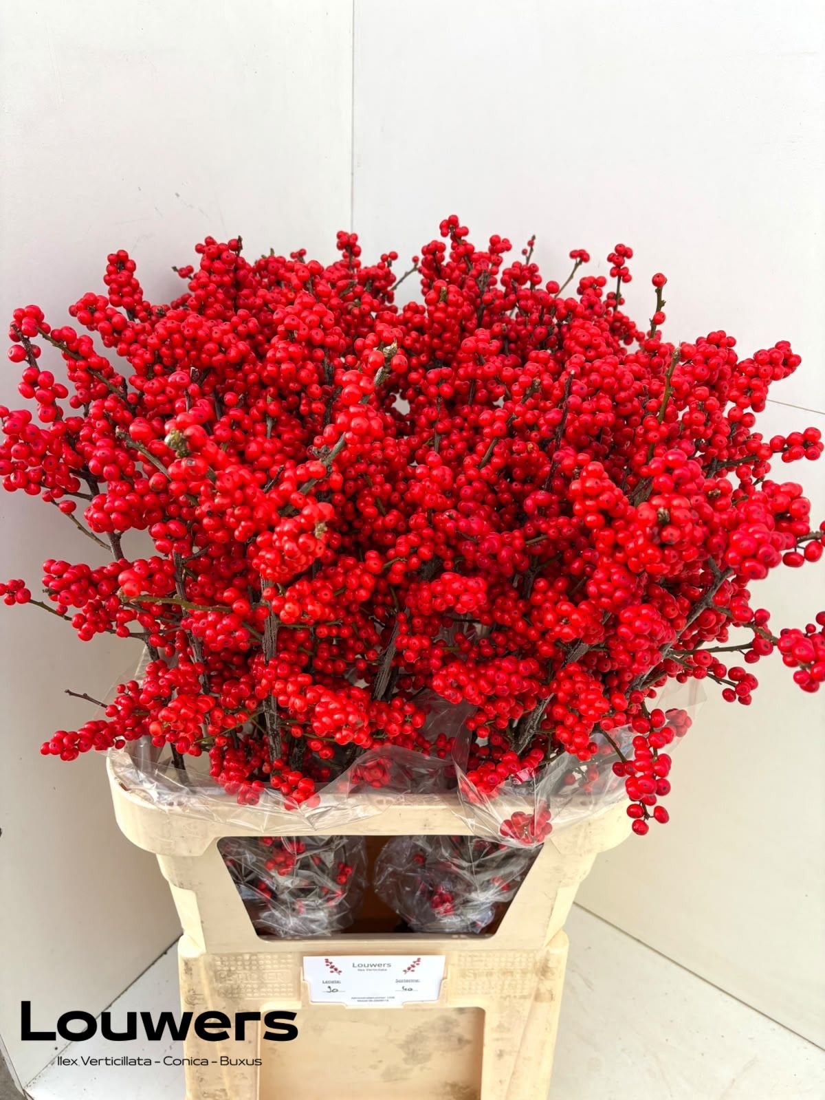 Ilex Verticlilata 90cm