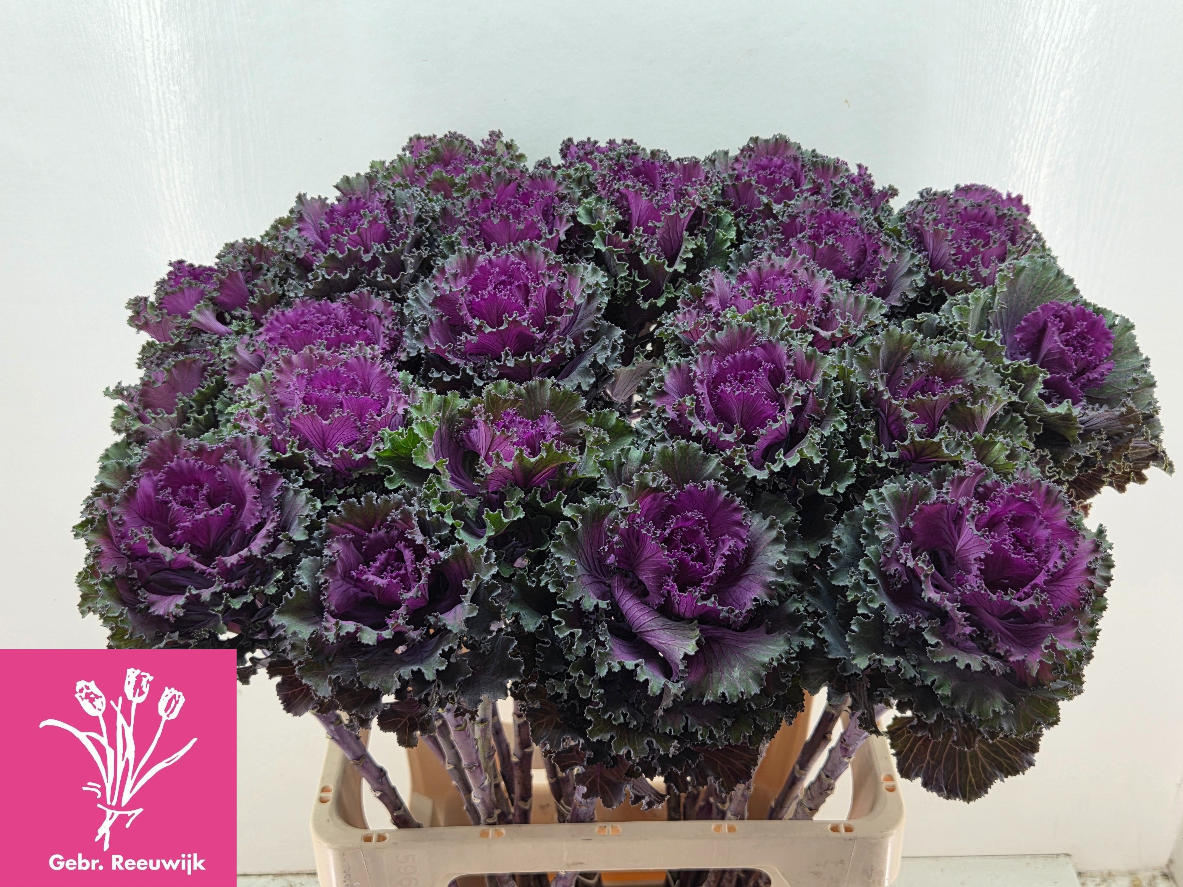 Brassica Crane Ruffle Red 70cm