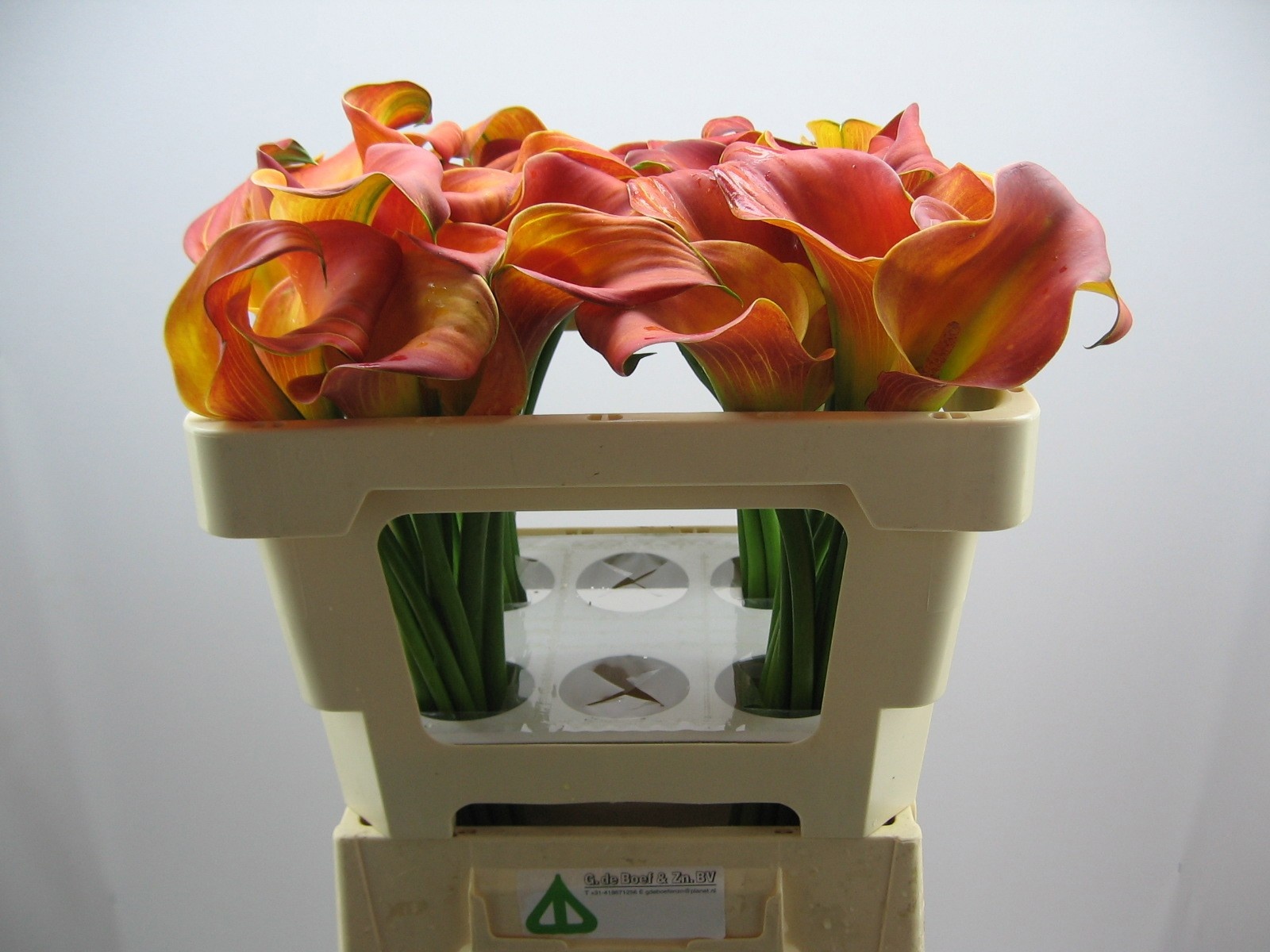 Calla Morning Sun 50cm