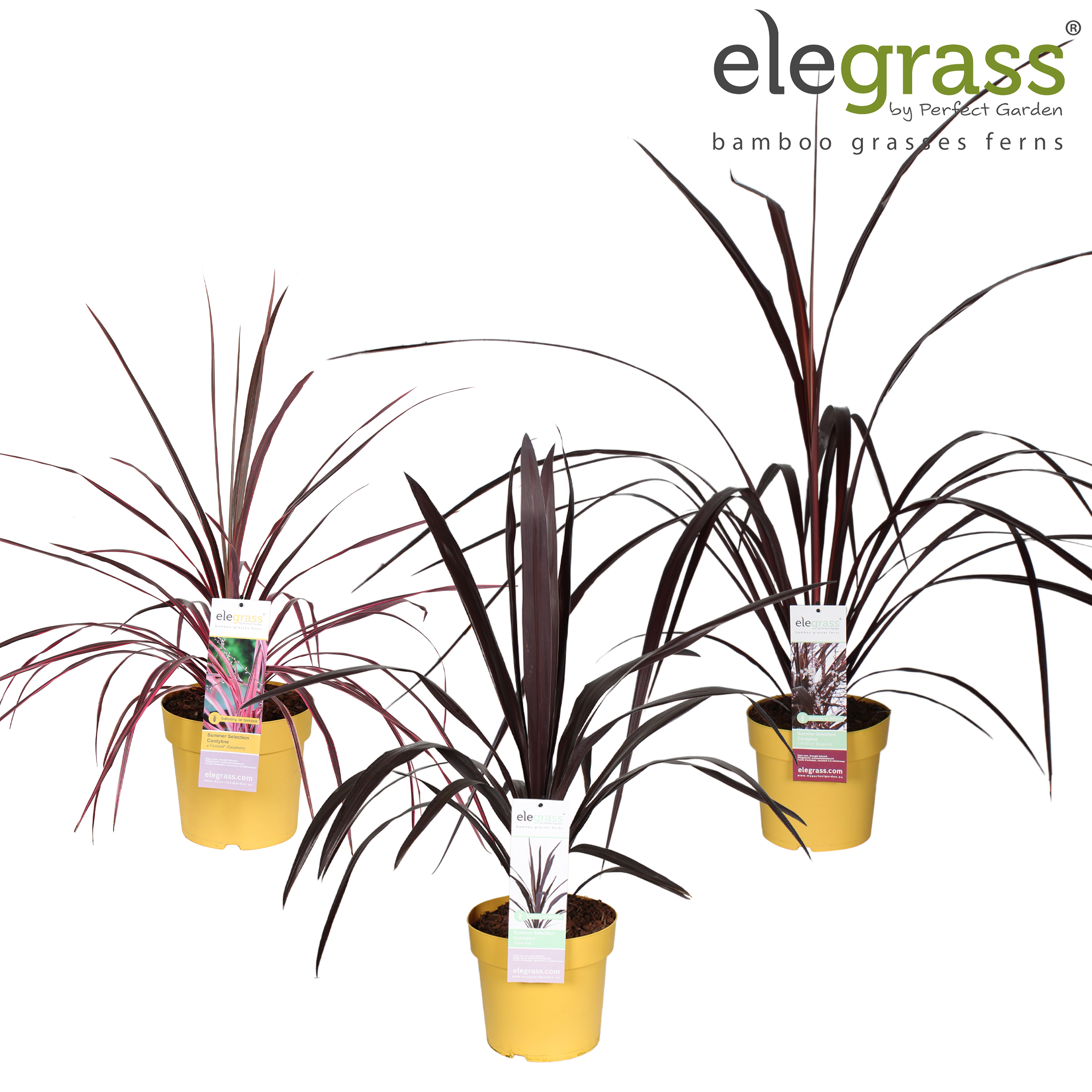 Picture of Cordyline mix shelve P23