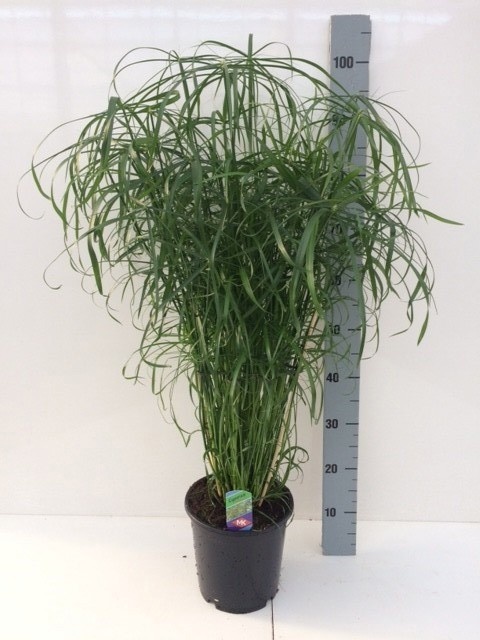 Cyper Alternifolius 21P 100H