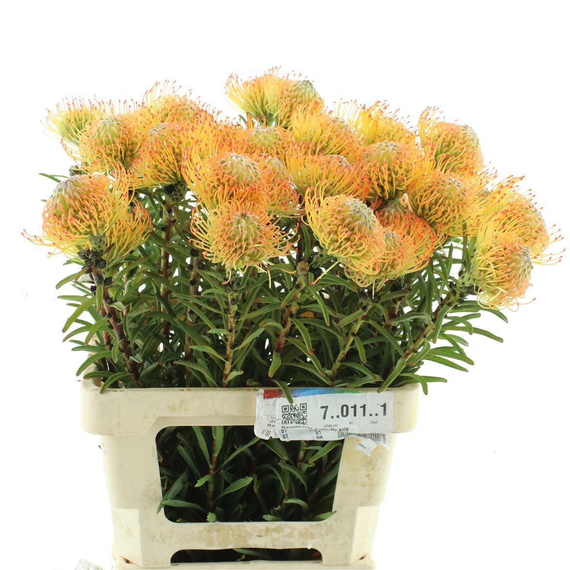 Leuco Ayoba Orange