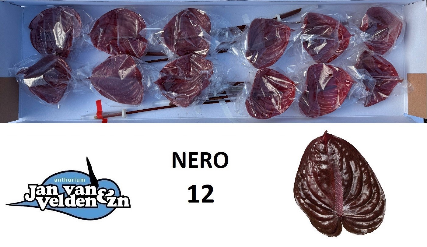 Anth A Nero