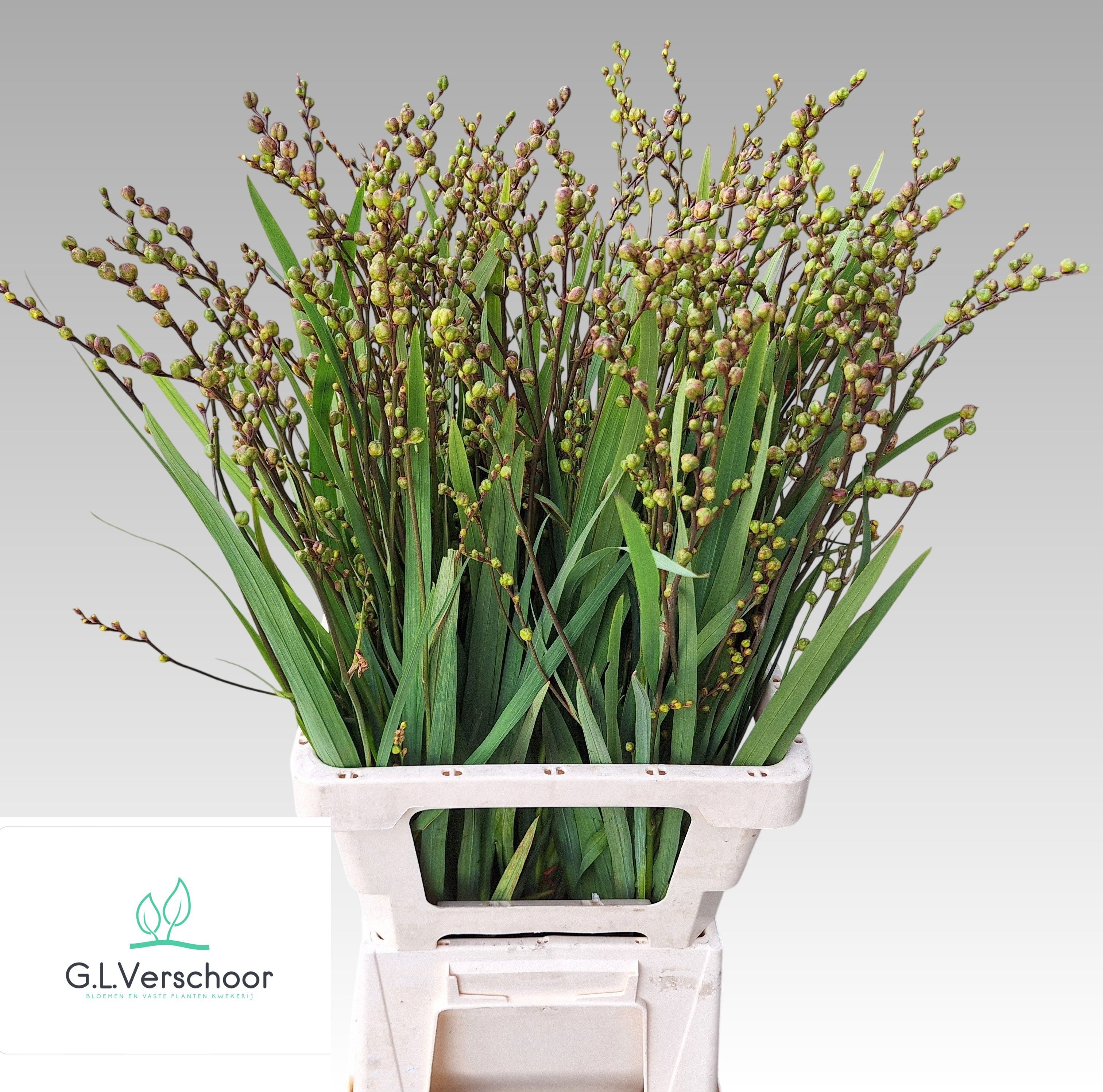 Crocosmia Berry Fire King 70cm