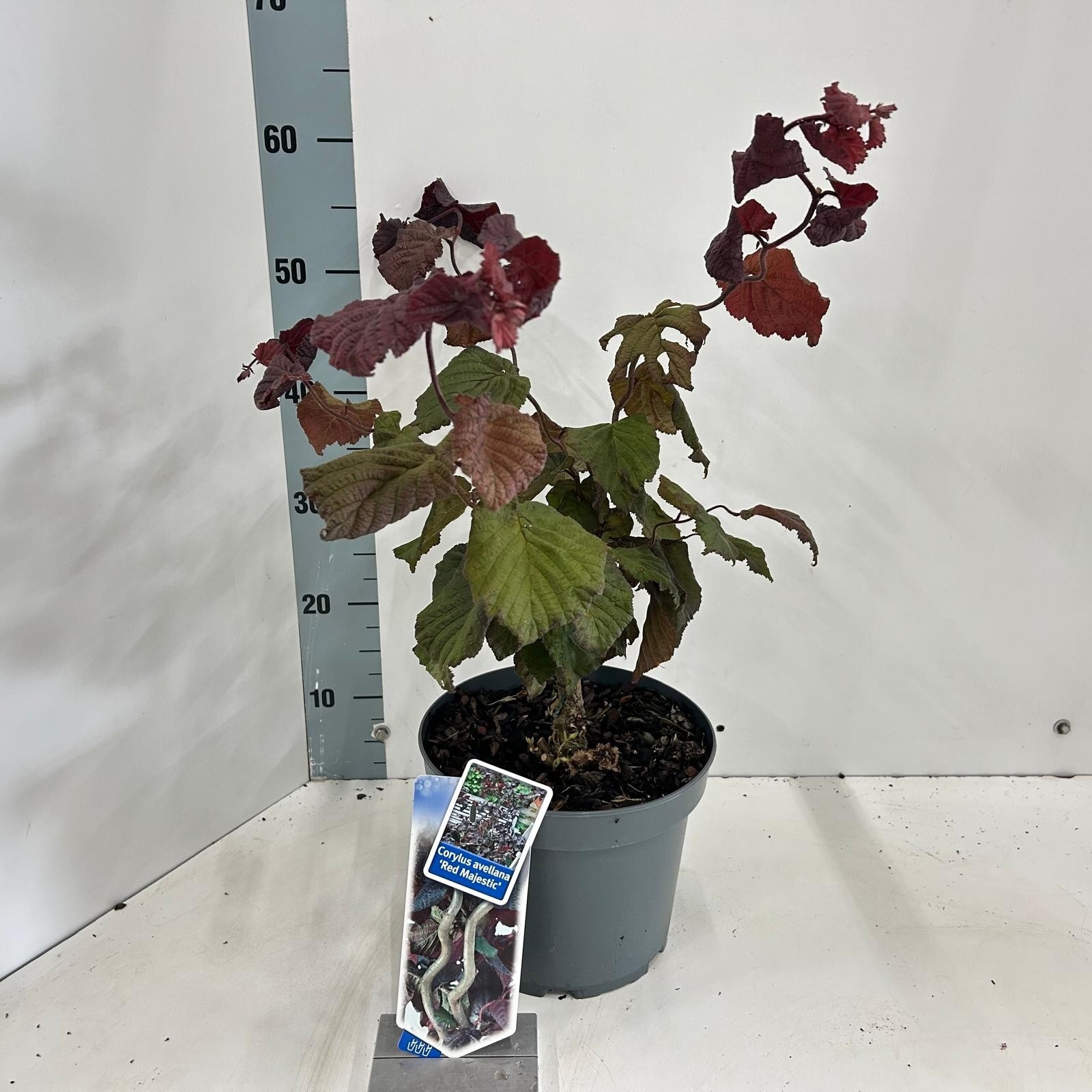 Picture of Corylus avellana 'Red Majestic'