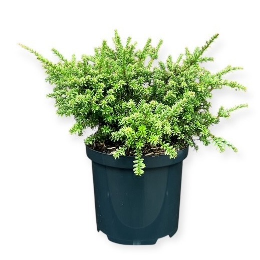 Podocarpus nivalis 'Kilworth Cream'