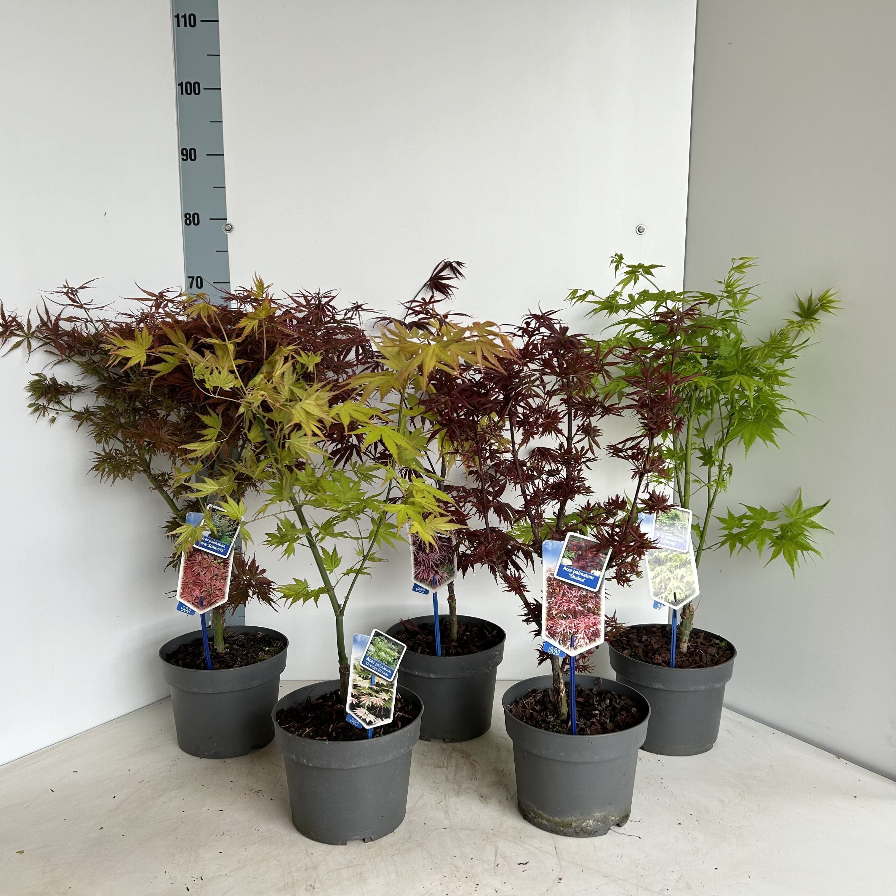 Picture of Acer palmatum mix P19 (minimum order one layer)