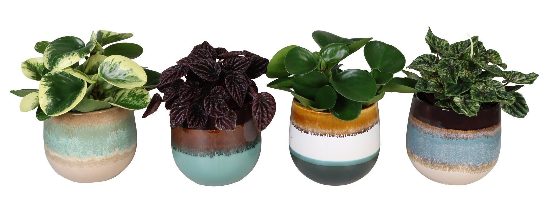 Peperomia L 66009 With Peperomia Mix