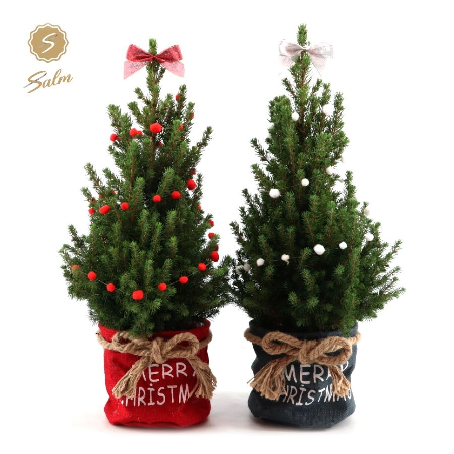 Picture of Picea gl. 'December'® P19 in Bag X-mas Duo + Deco Sensation + Bow