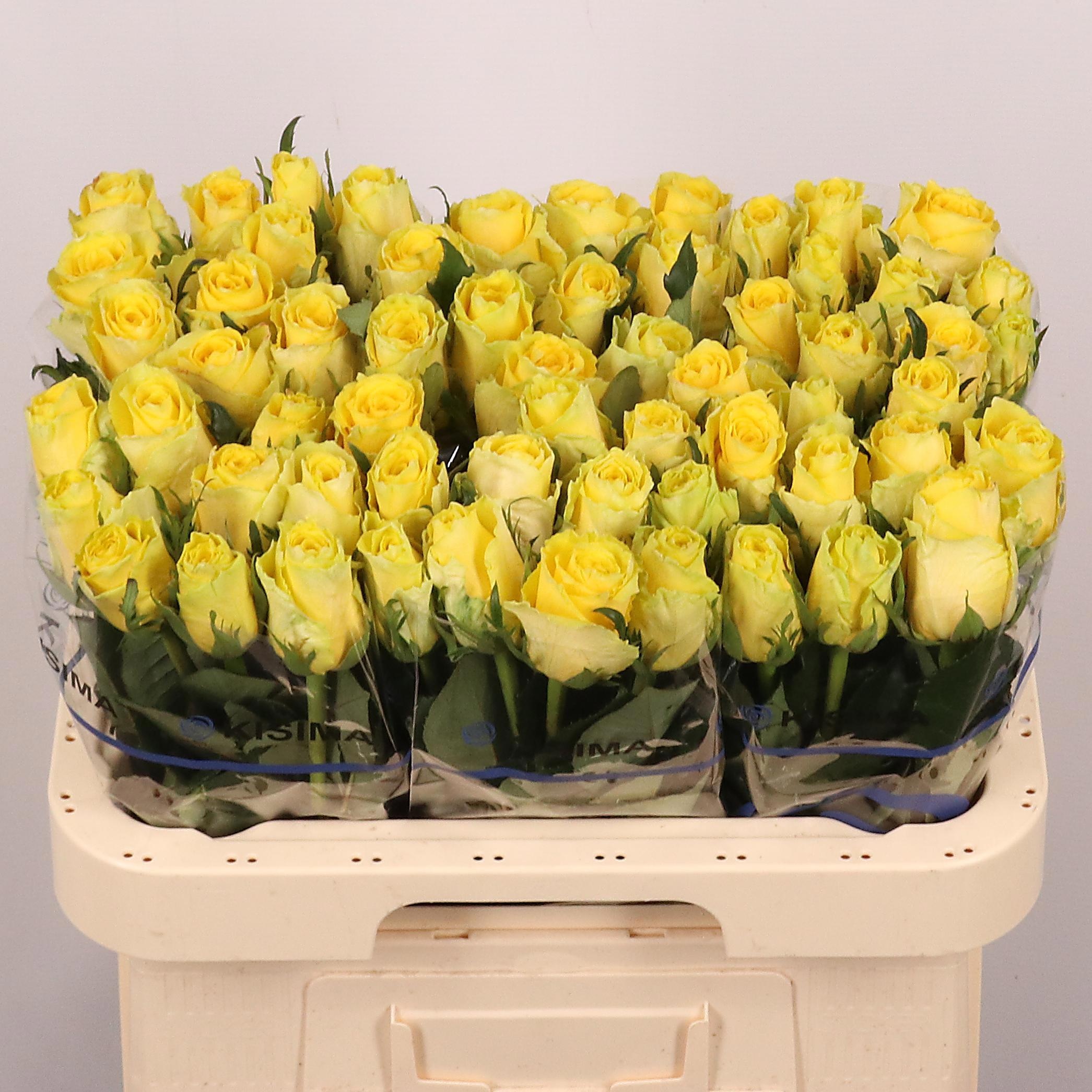 Rosa Good Times 60cm