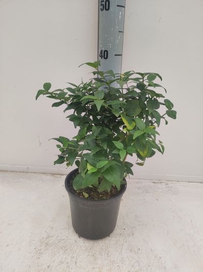Jasminum molle