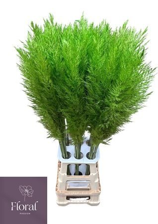 Cortaderia Selloana Dried 120cm