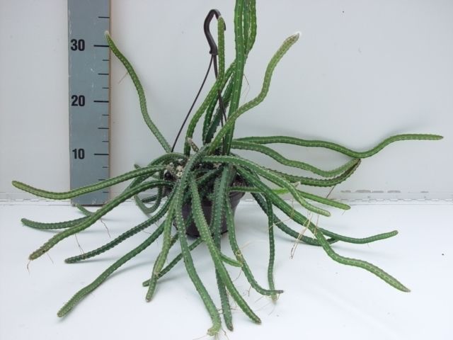 Selenicereus grandiflorus