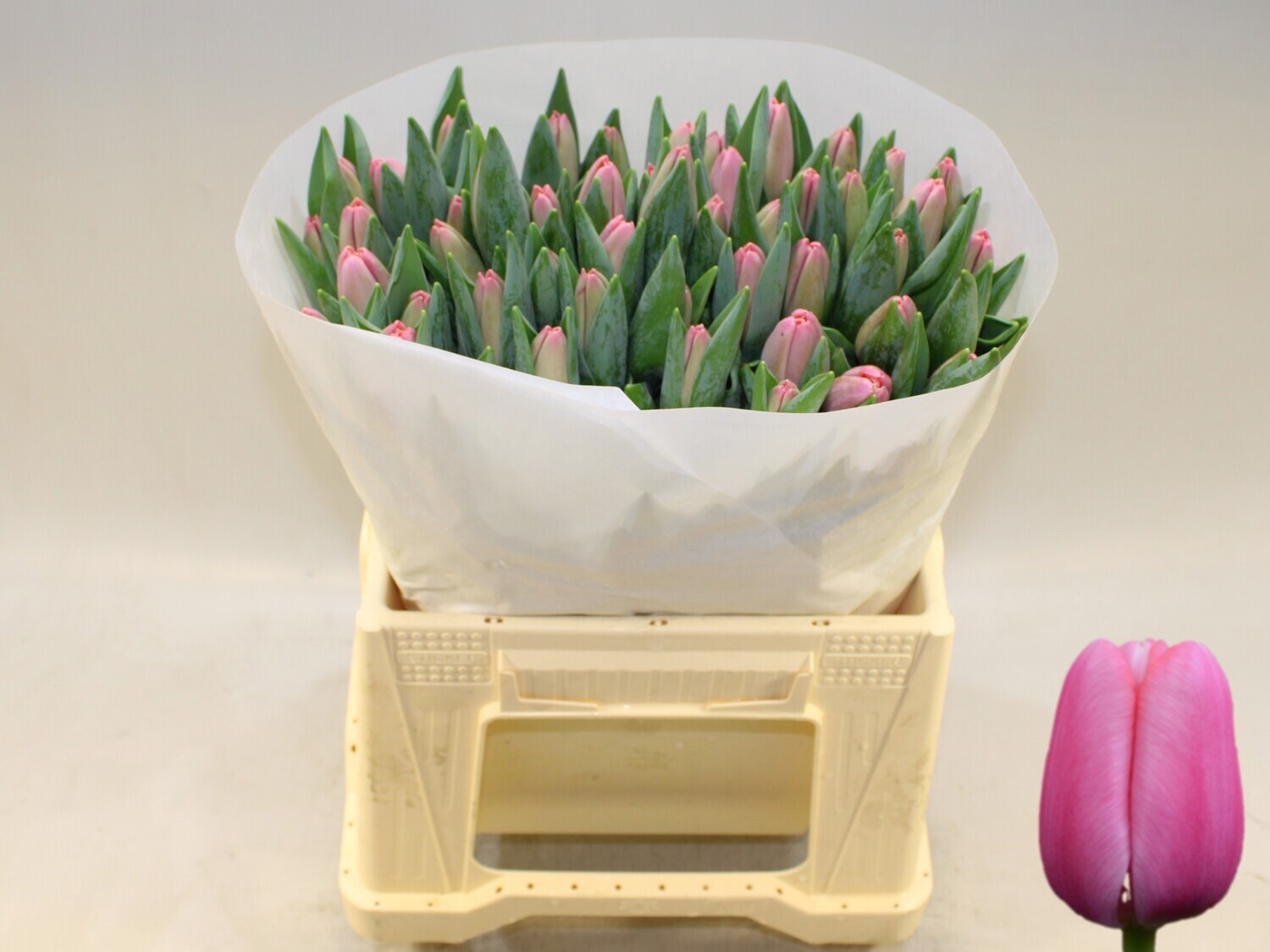 Tulipa Tresor 40cm 40gram