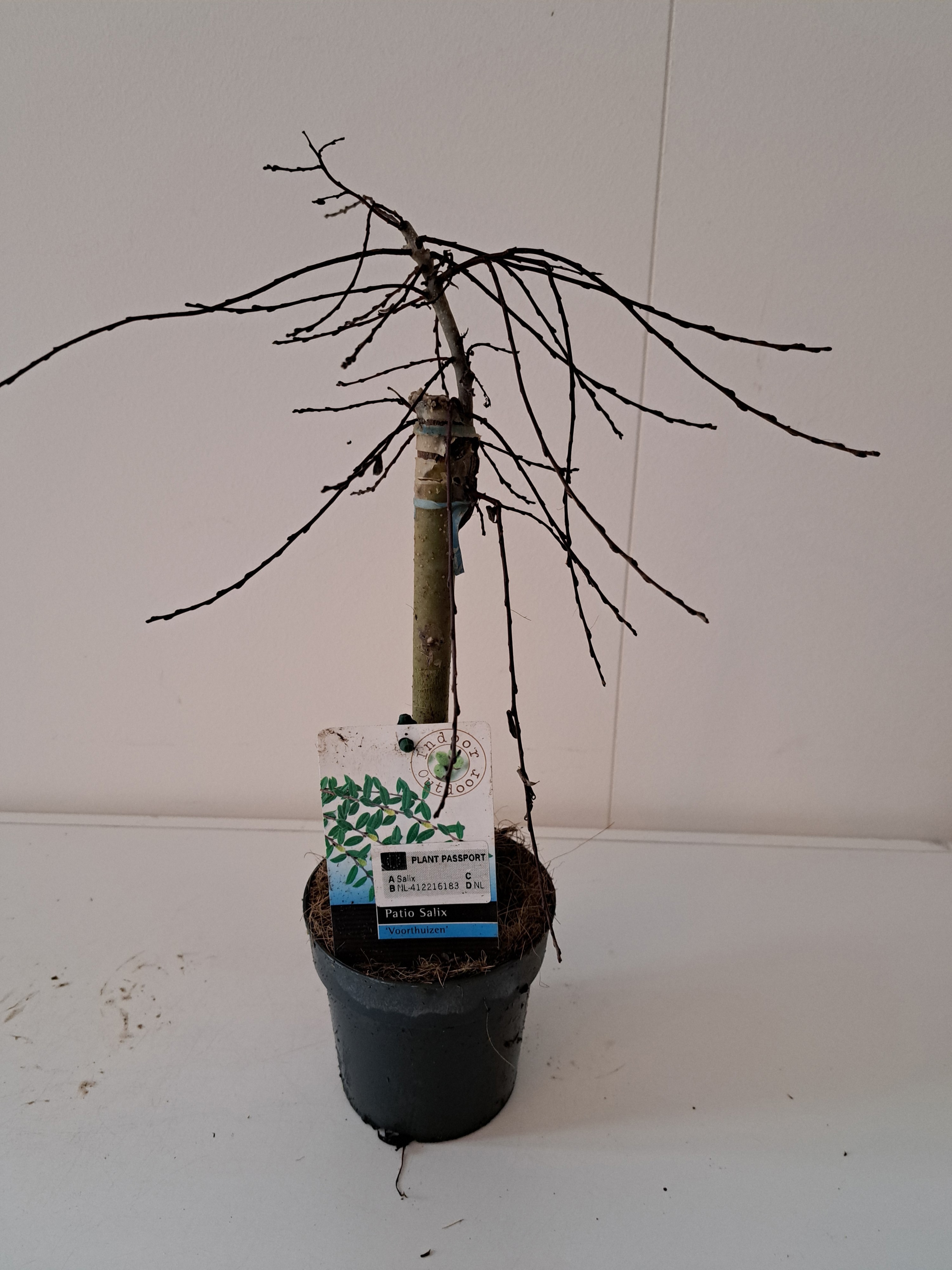 Picture of Salix repens Voorthuizen stam 30