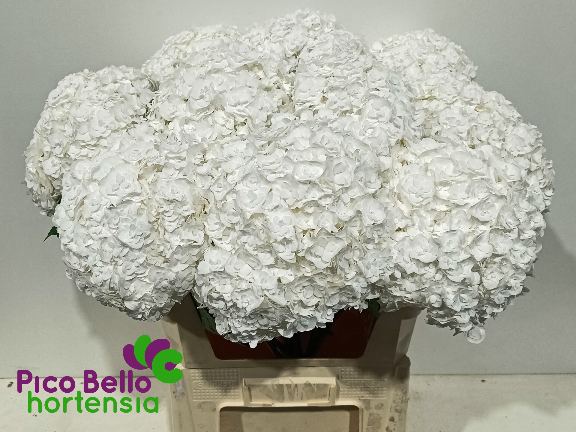 Hydrangea Royal Highness 80cm 22Ø